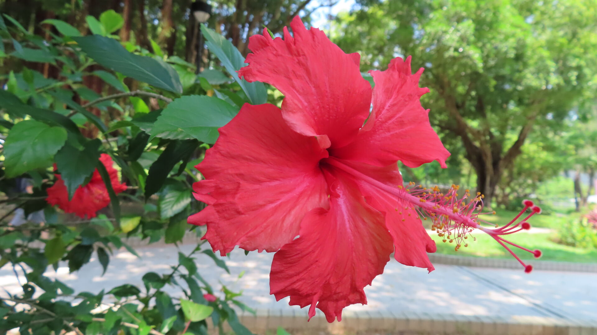 https://www.fa.gov.hk/朱槿(扶桑、大紅花)