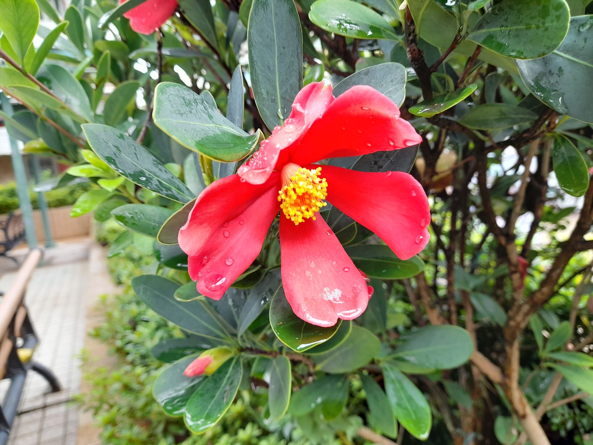 https://www.fa.gov.hk/杜鵑紅山茶