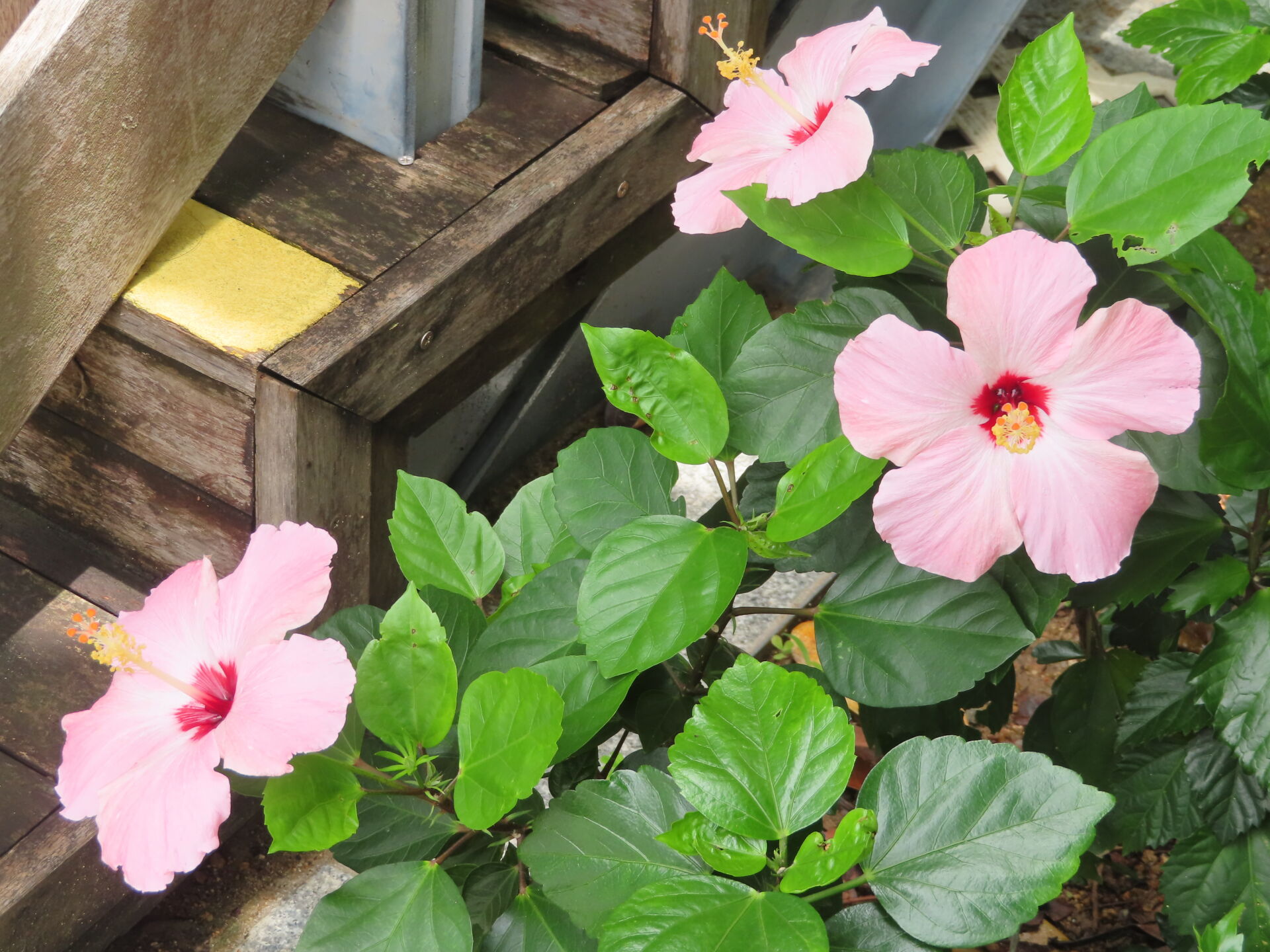 https://www.fa.gov.hk/朱槿(扶桑、大紅花)