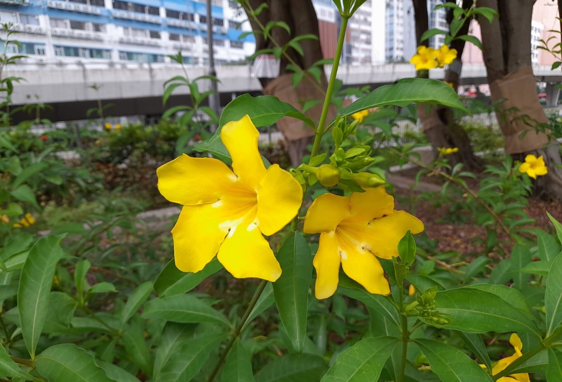 https://www.fa.gov.hk/黃蟬