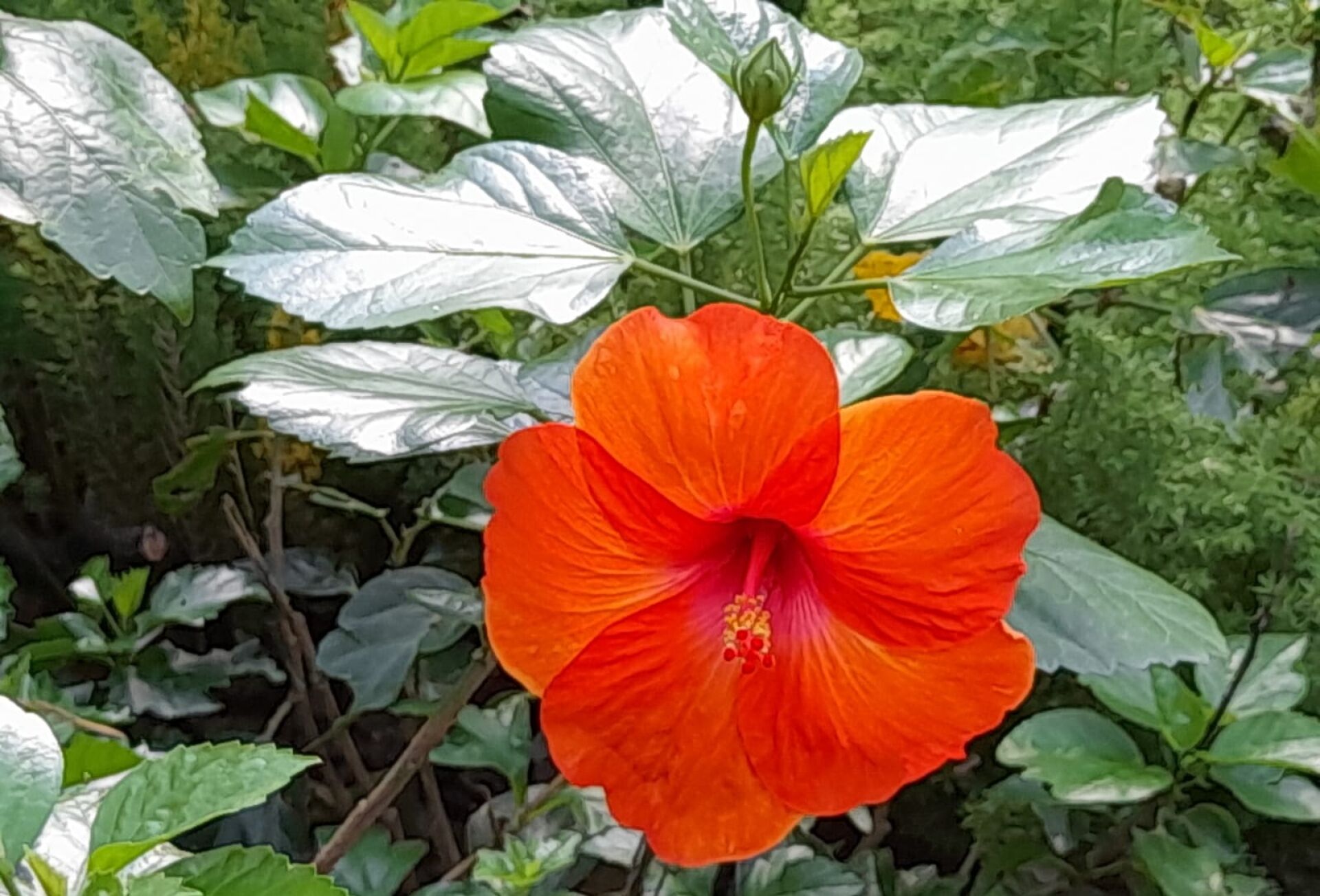 https://www.fa.gov.hk/朱槿(扶桑、大紅花)