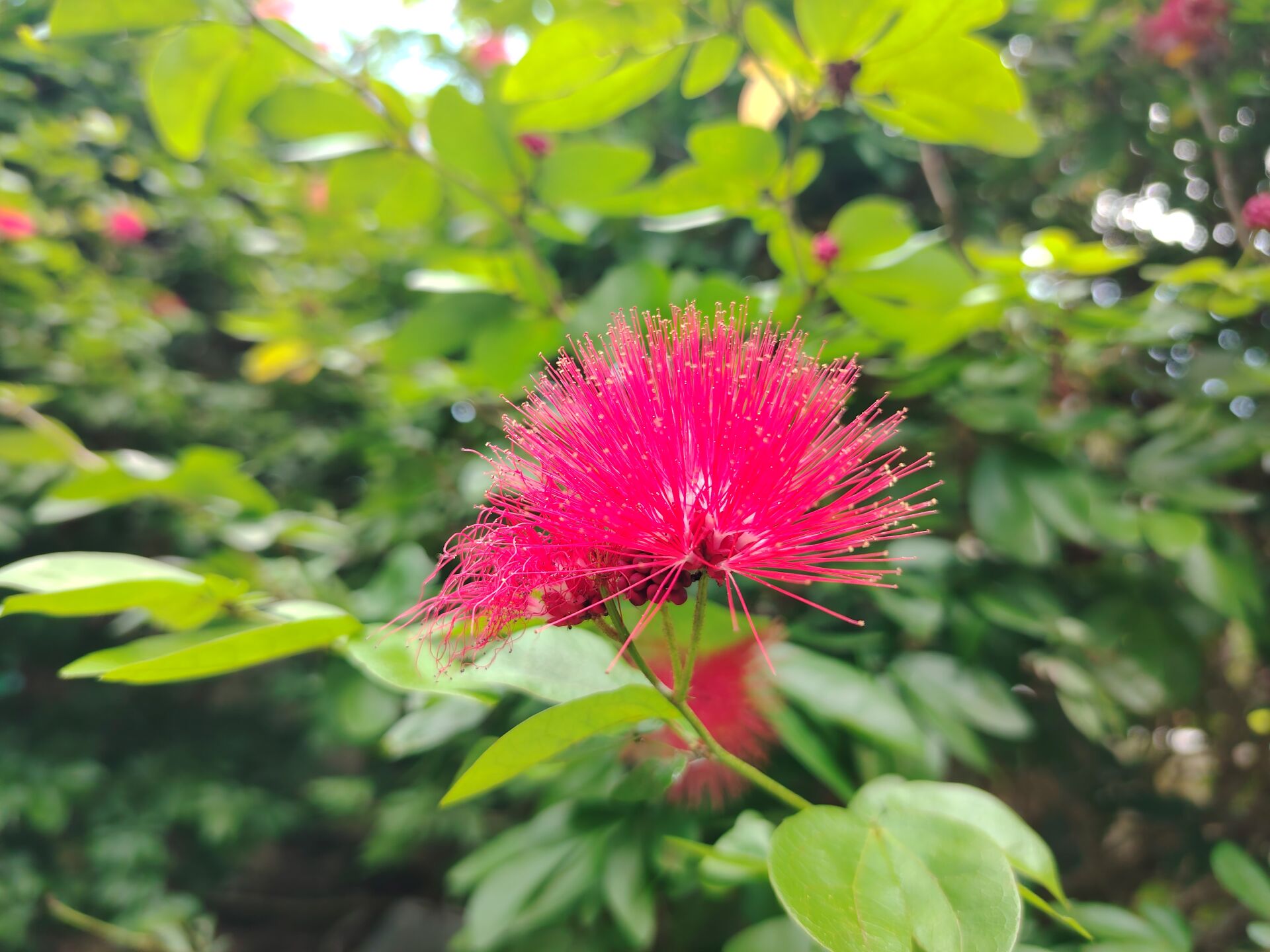 https://www.fa.gov.hk/朱纓花(紅絨球)