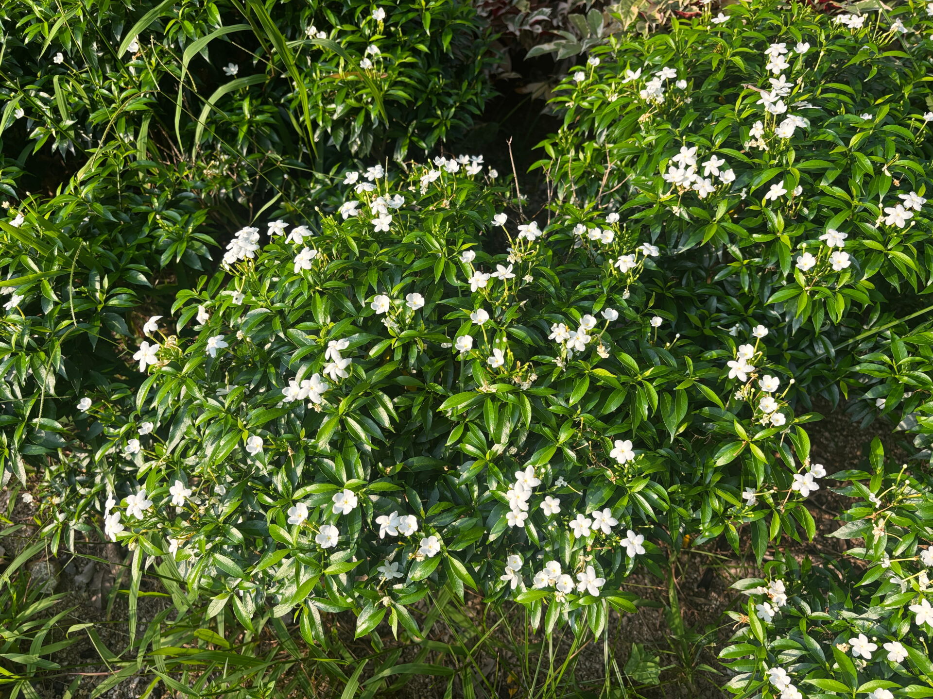 https://www.fa.gov.hk/珍珠馬茶花