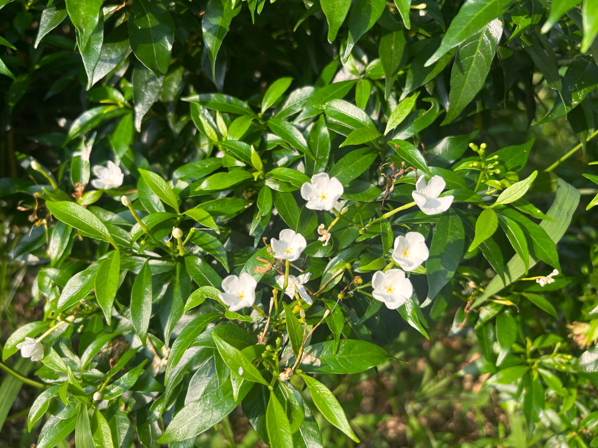 https://www.fa.gov.hk/珍珠馬茶花