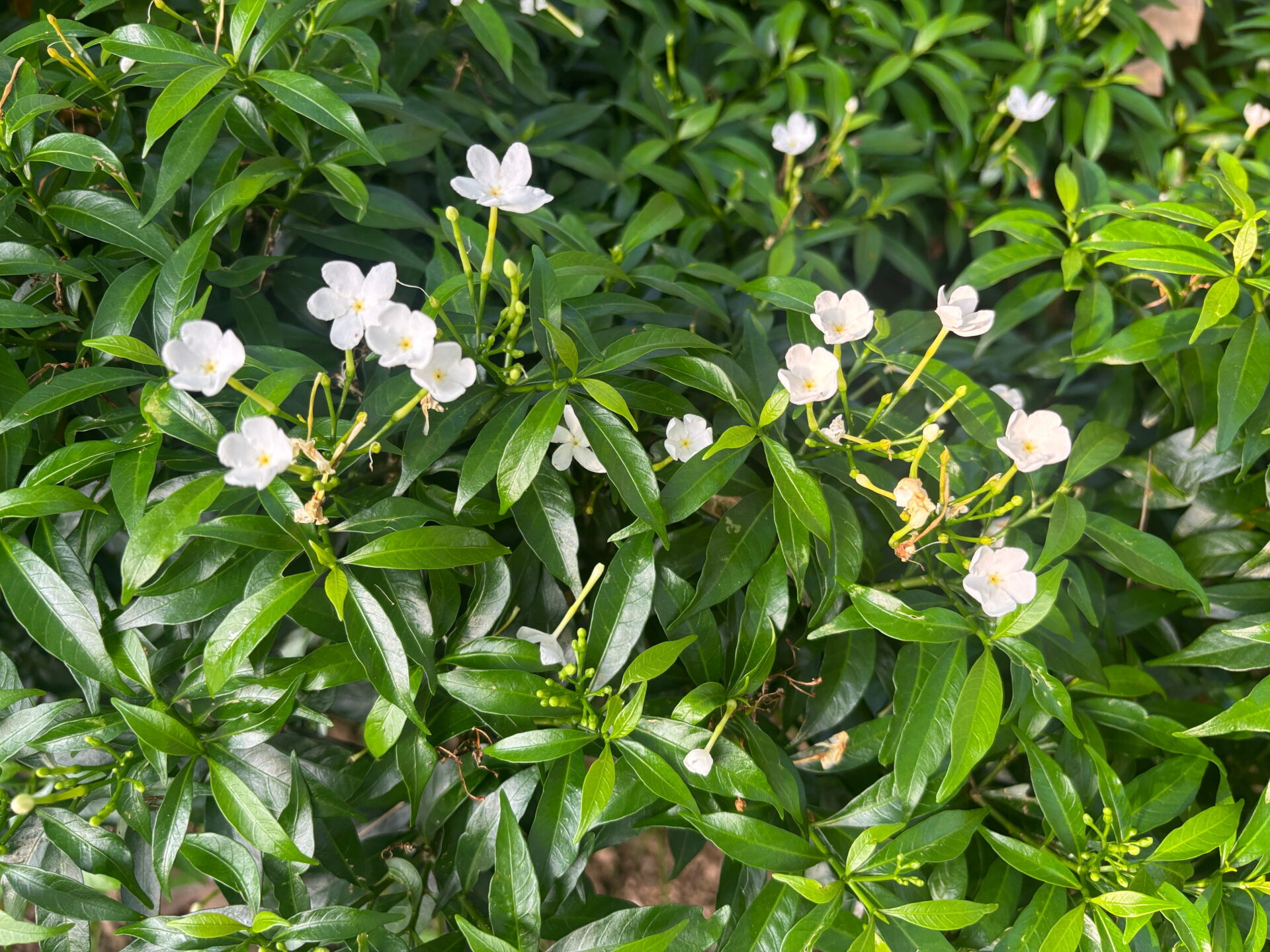 https://www.fa.gov.hk/珍珠馬茶花
