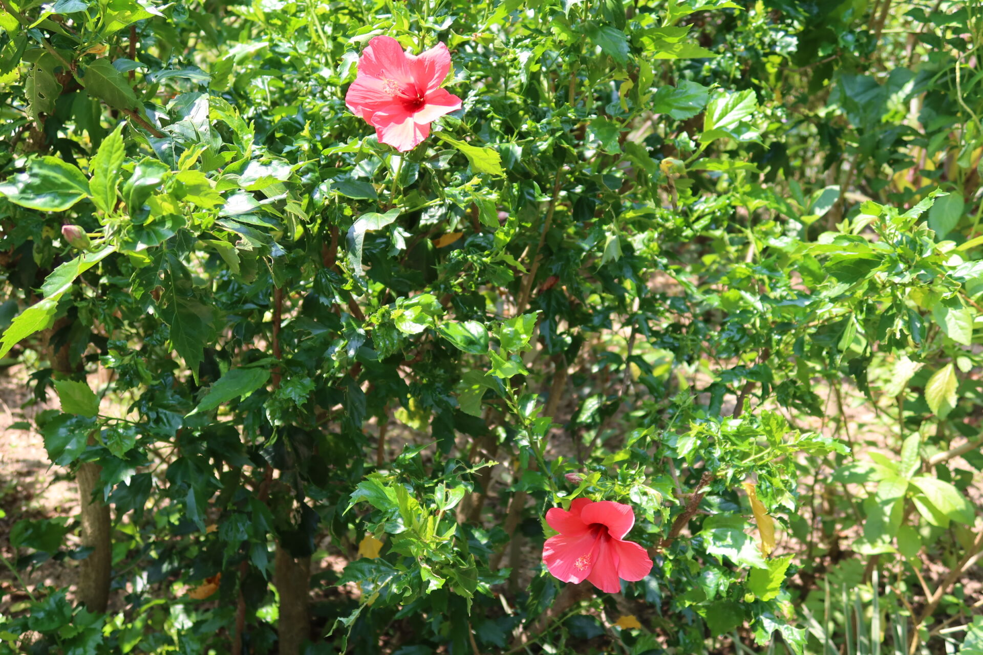 https://www.fa.gov.hk/朱槿(扶桑、大紅花)