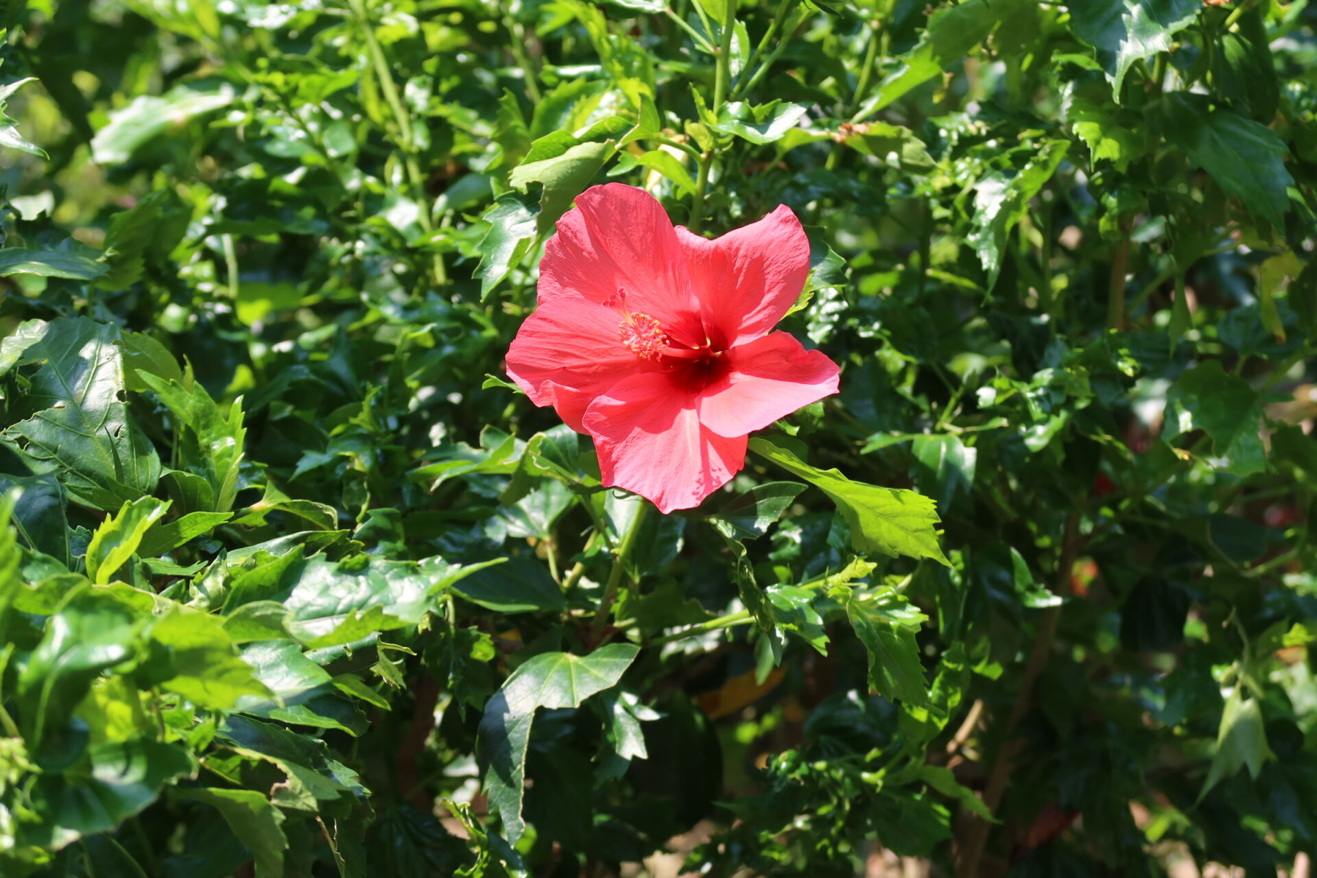 https://www.fa.gov.hk/朱槿(扶桑、大紅花)