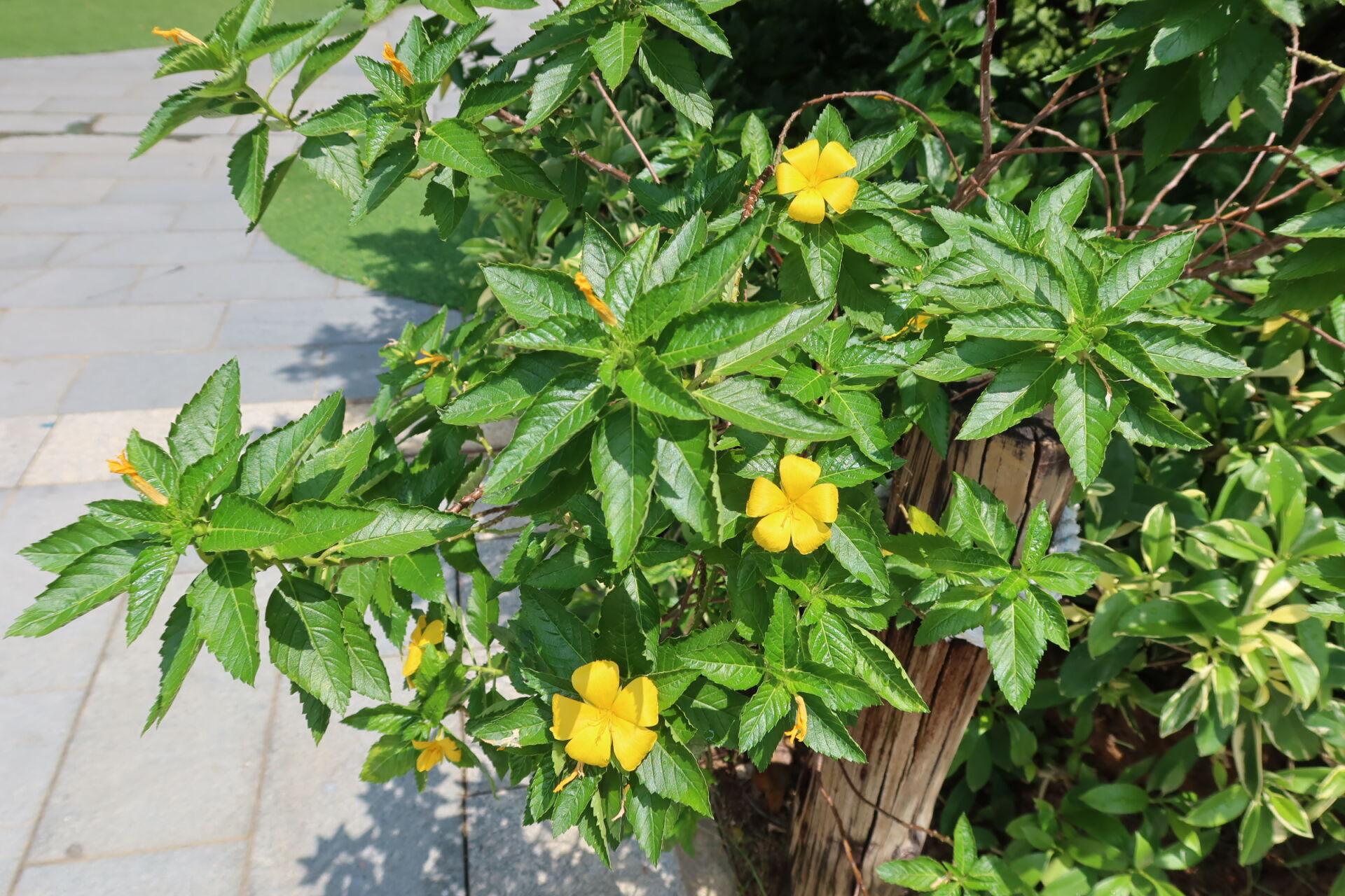 https://www.fa.gov.hk/黃時鐘花
