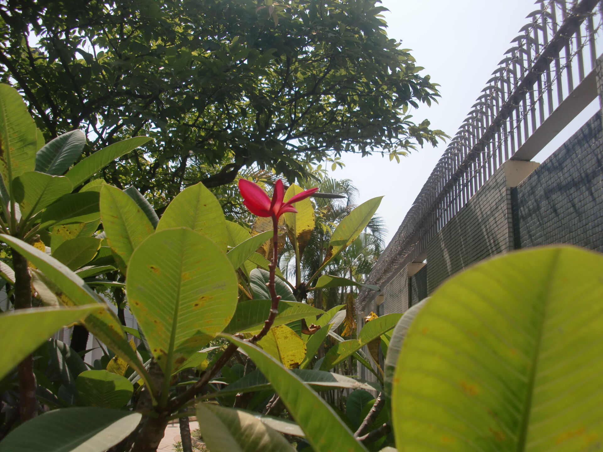 https://www.fa.gov.hk/紅雞蛋花