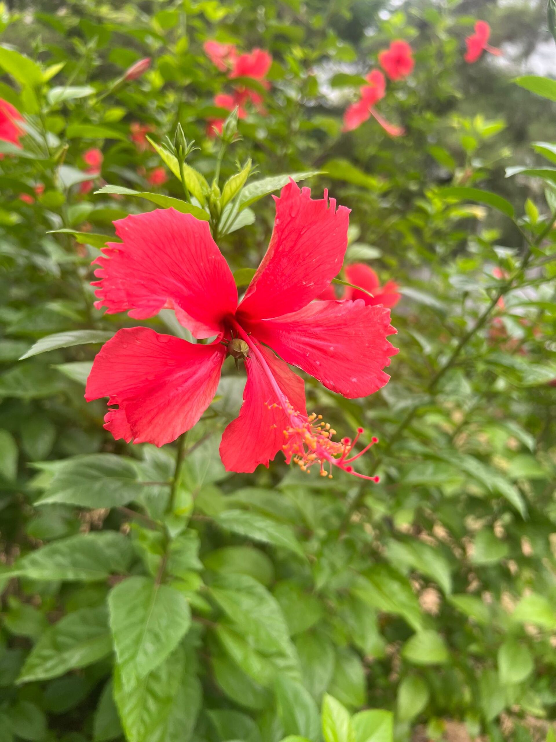 https://www.fa.gov.hk/朱槿(扶桑、大紅花)