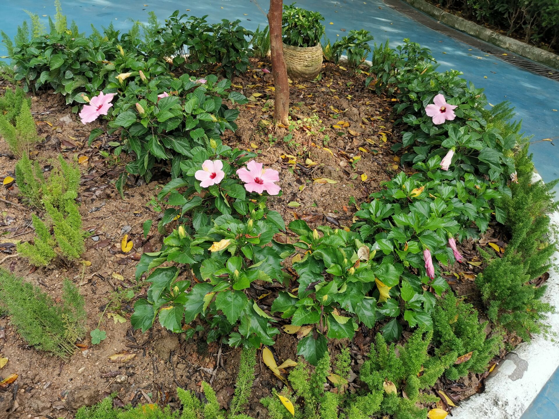 https://www.fa.gov.hk/朱槿(扶桑、大紅花)