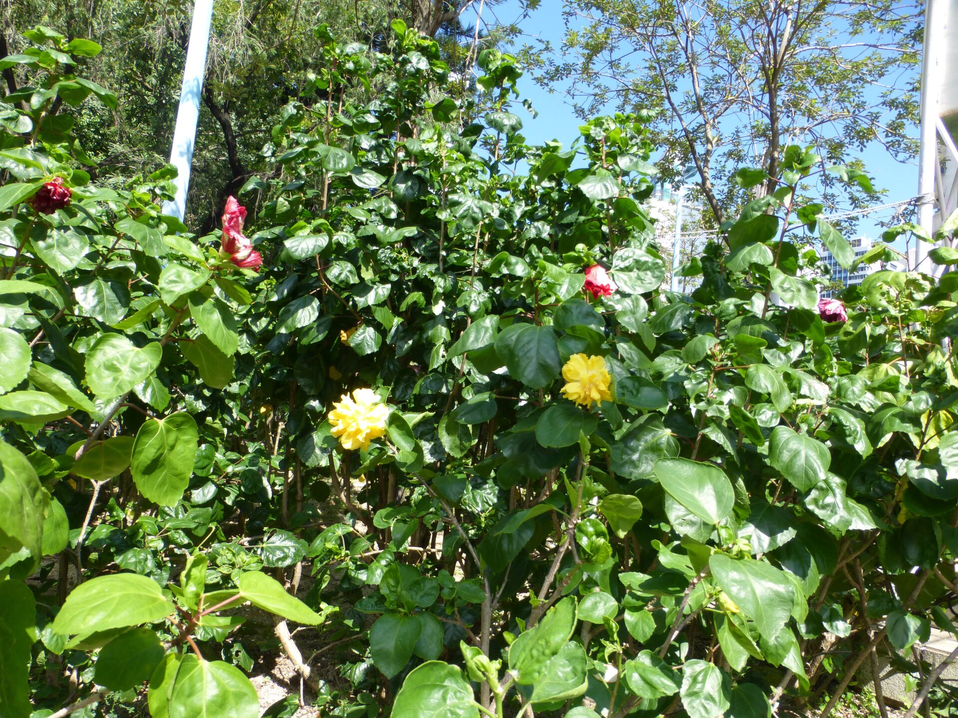 https://www.fa.gov.hk/朱槿(扶桑、大紅花)