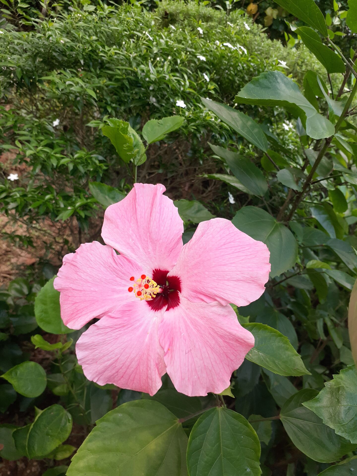 https://www.fa.gov.hk/朱槿(扶桑、大紅花)