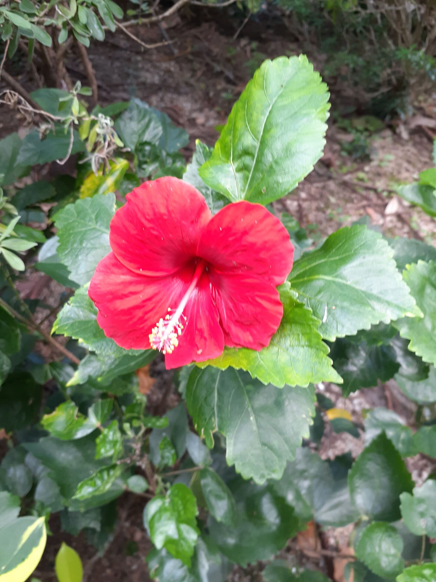 https://www.fa.gov.hk/朱槿(扶桑、大紅花)