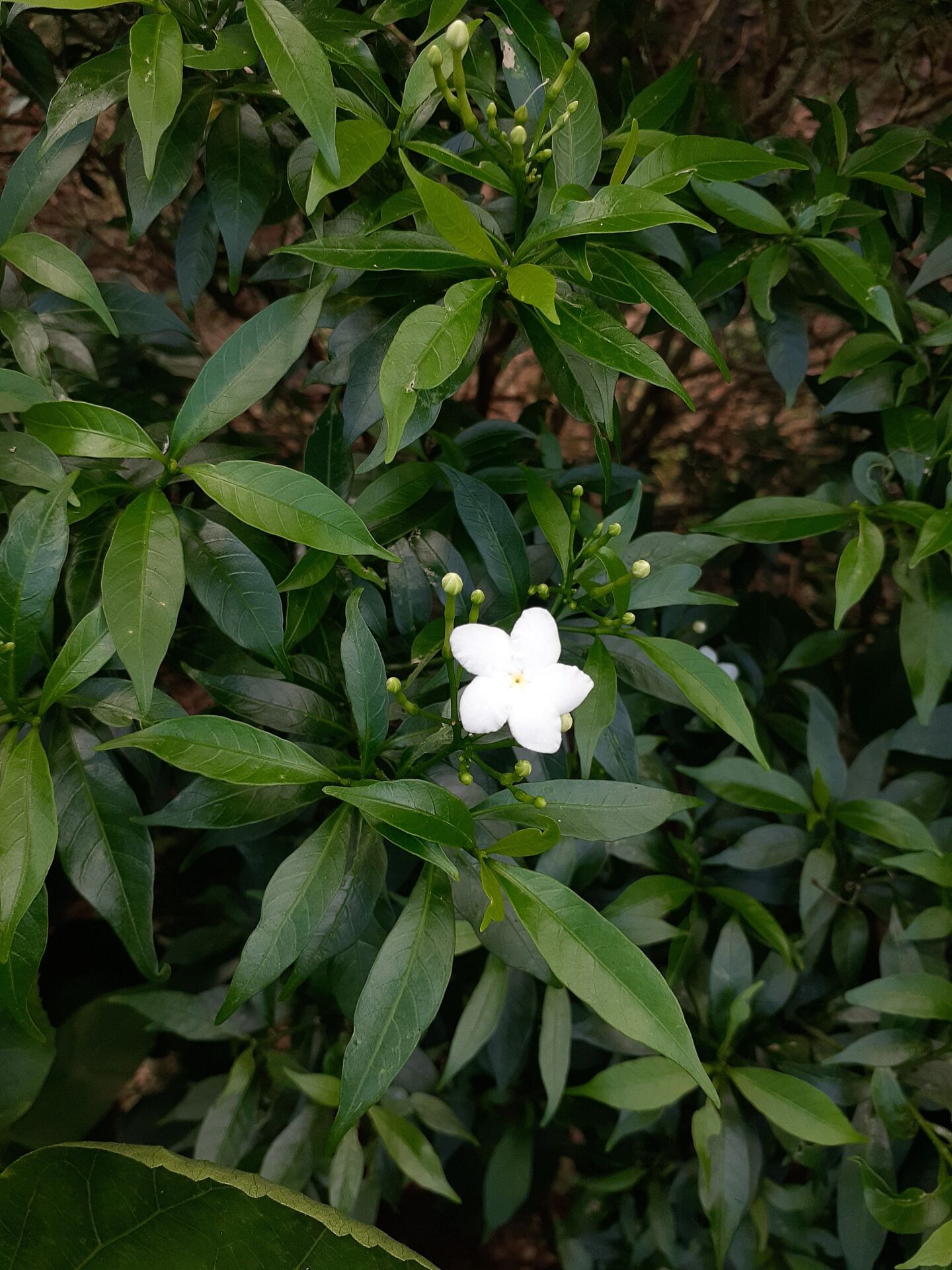 https://www.fa.gov.hk/狗牙花