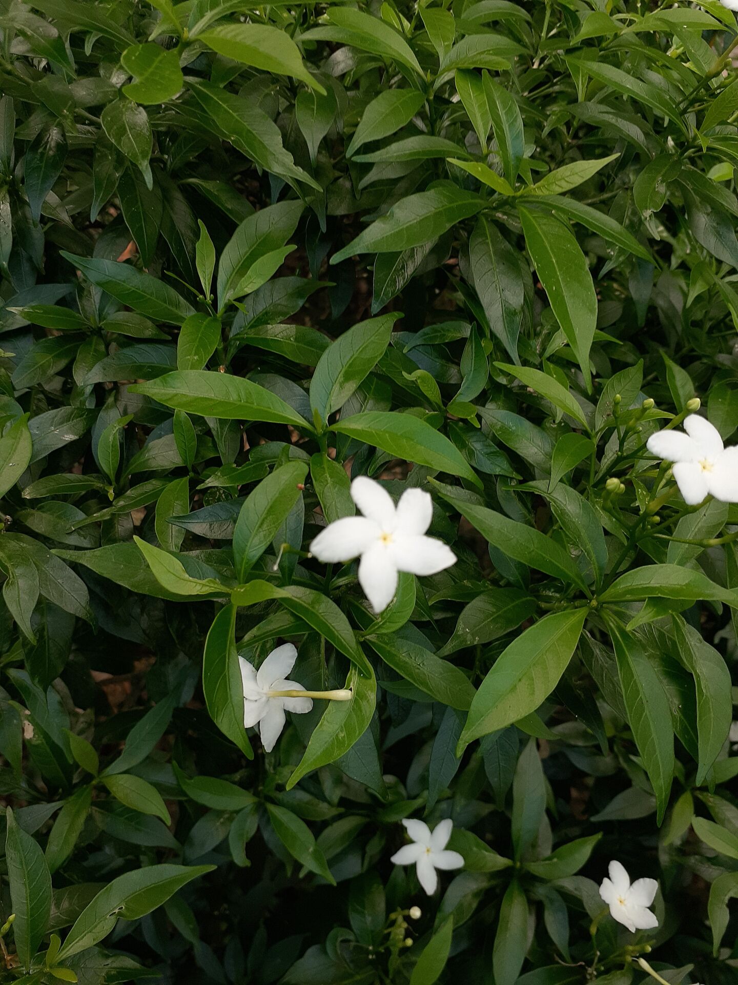 https://www.fa.gov.hk/狗牙花