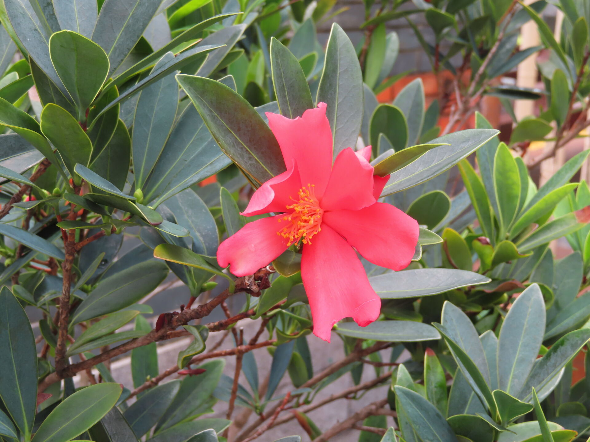 https://www.fa.gov.hk/杜鵑紅山茶
