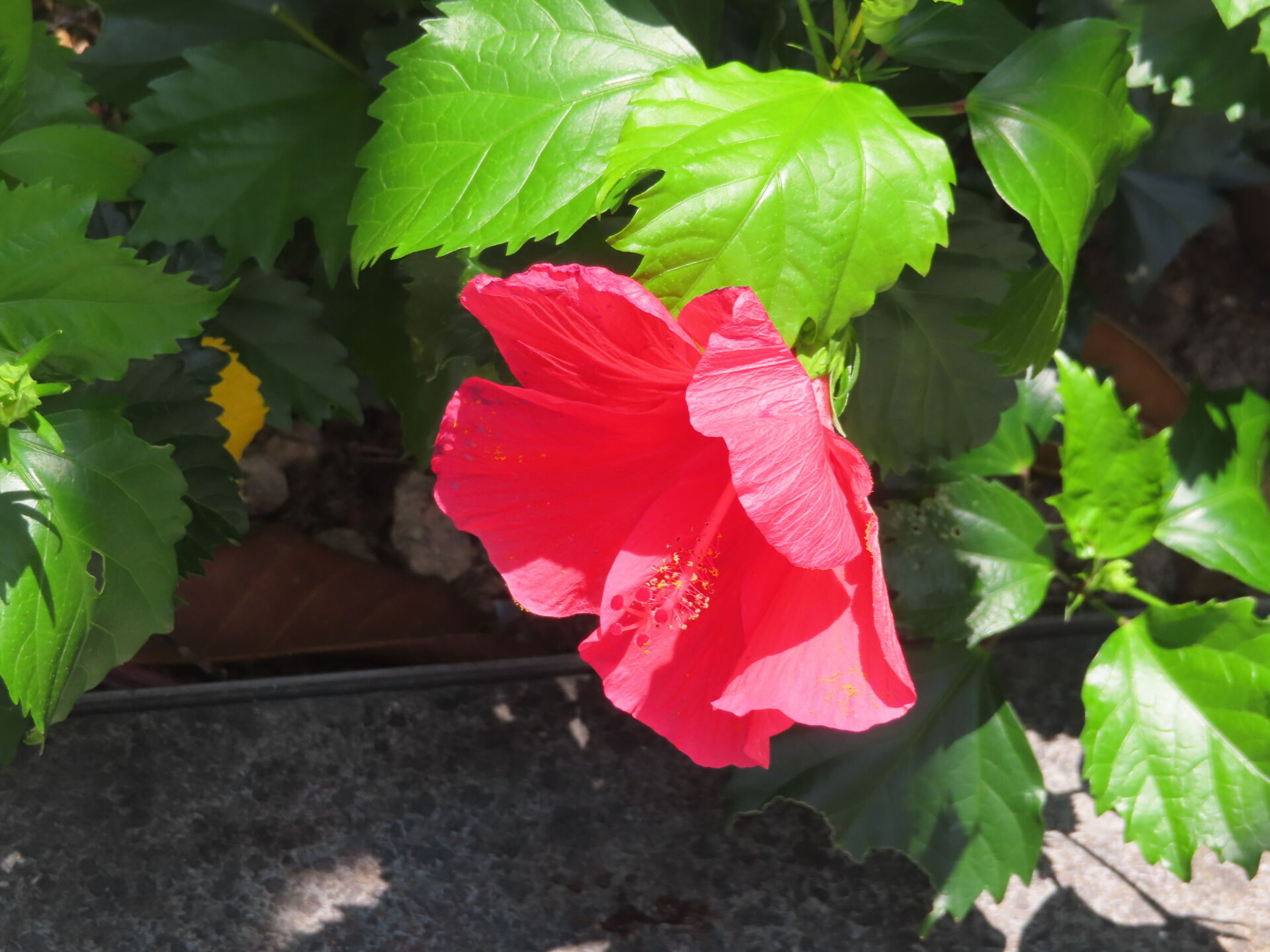 https://www.fa.gov.hk/朱槿(扶桑、大紅花)