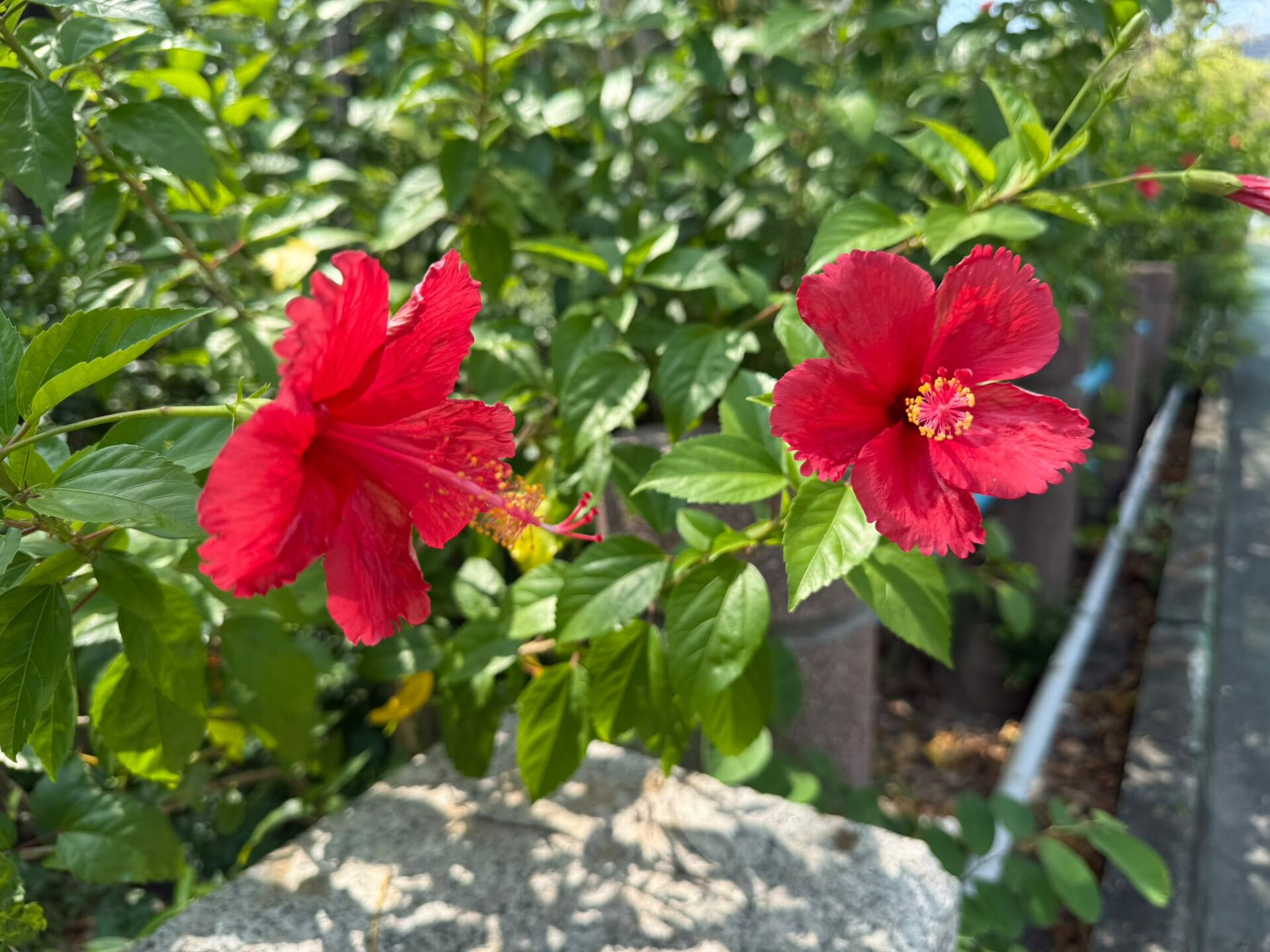 https://www.fa.gov.hk/朱槿(扶桑、大紅花)
