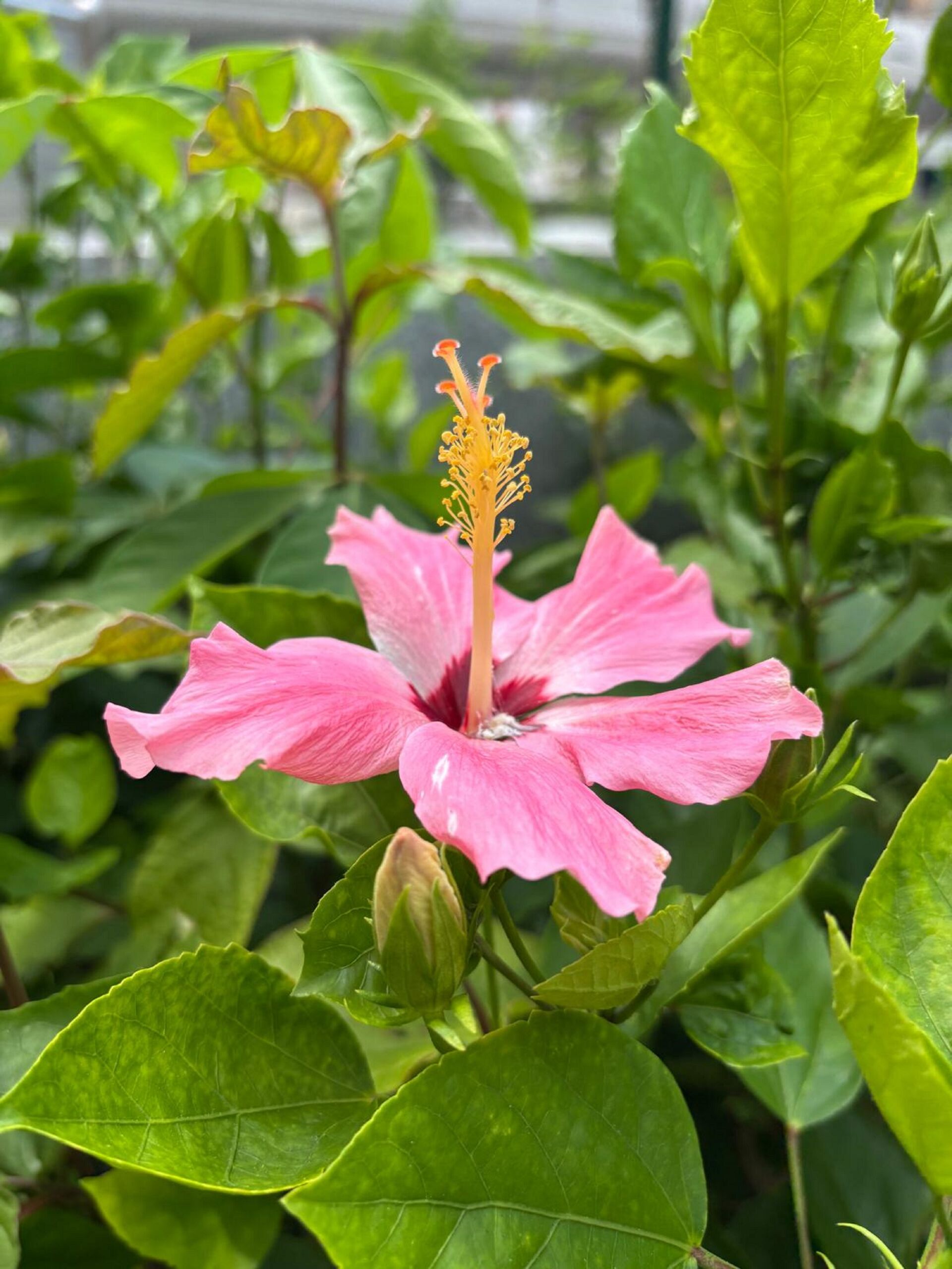 https://www.fa.gov.hk/朱槿(扶桑、大紅花)