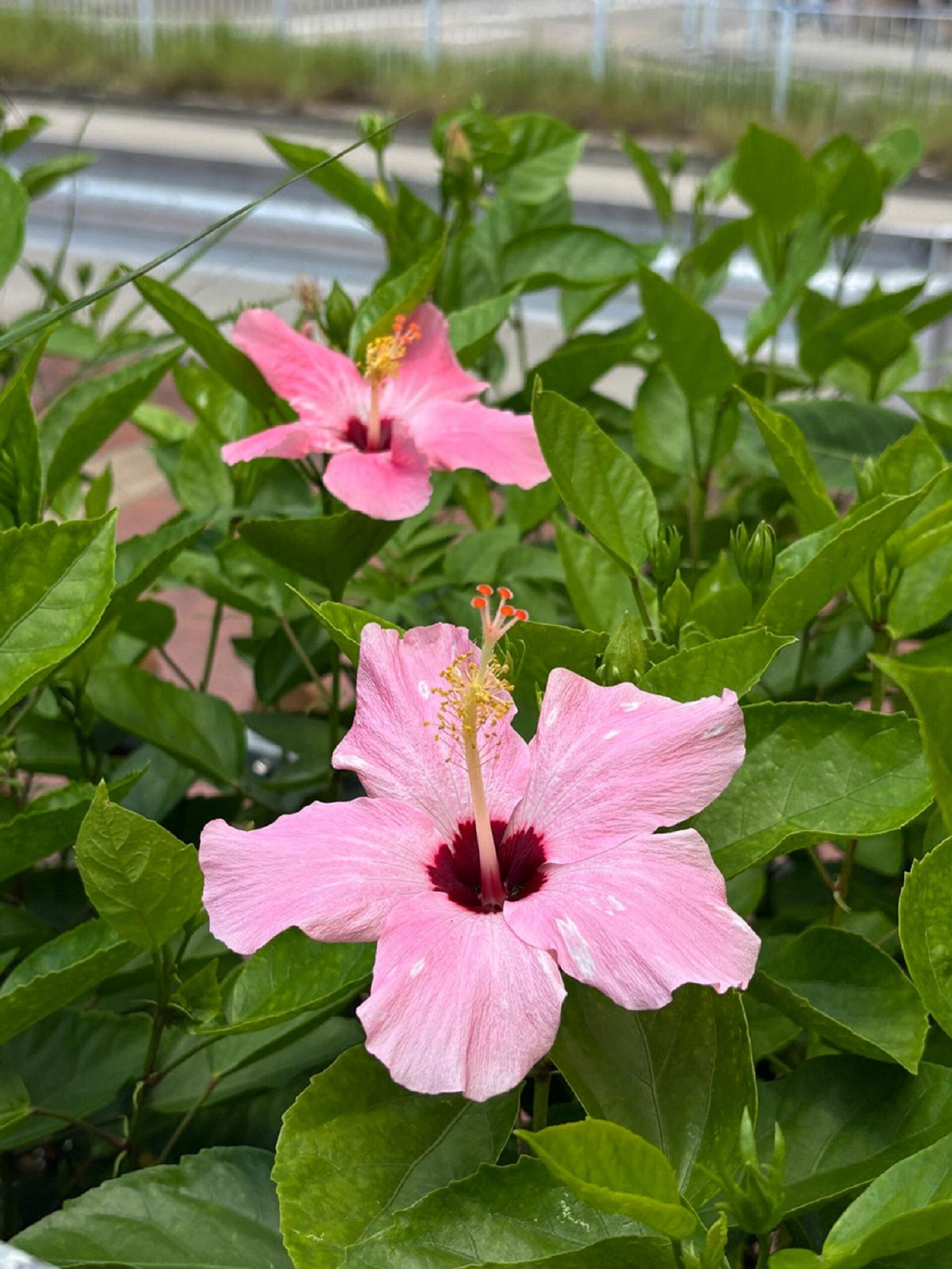 https://www.fa.gov.hk/朱槿(扶桑、大紅花)