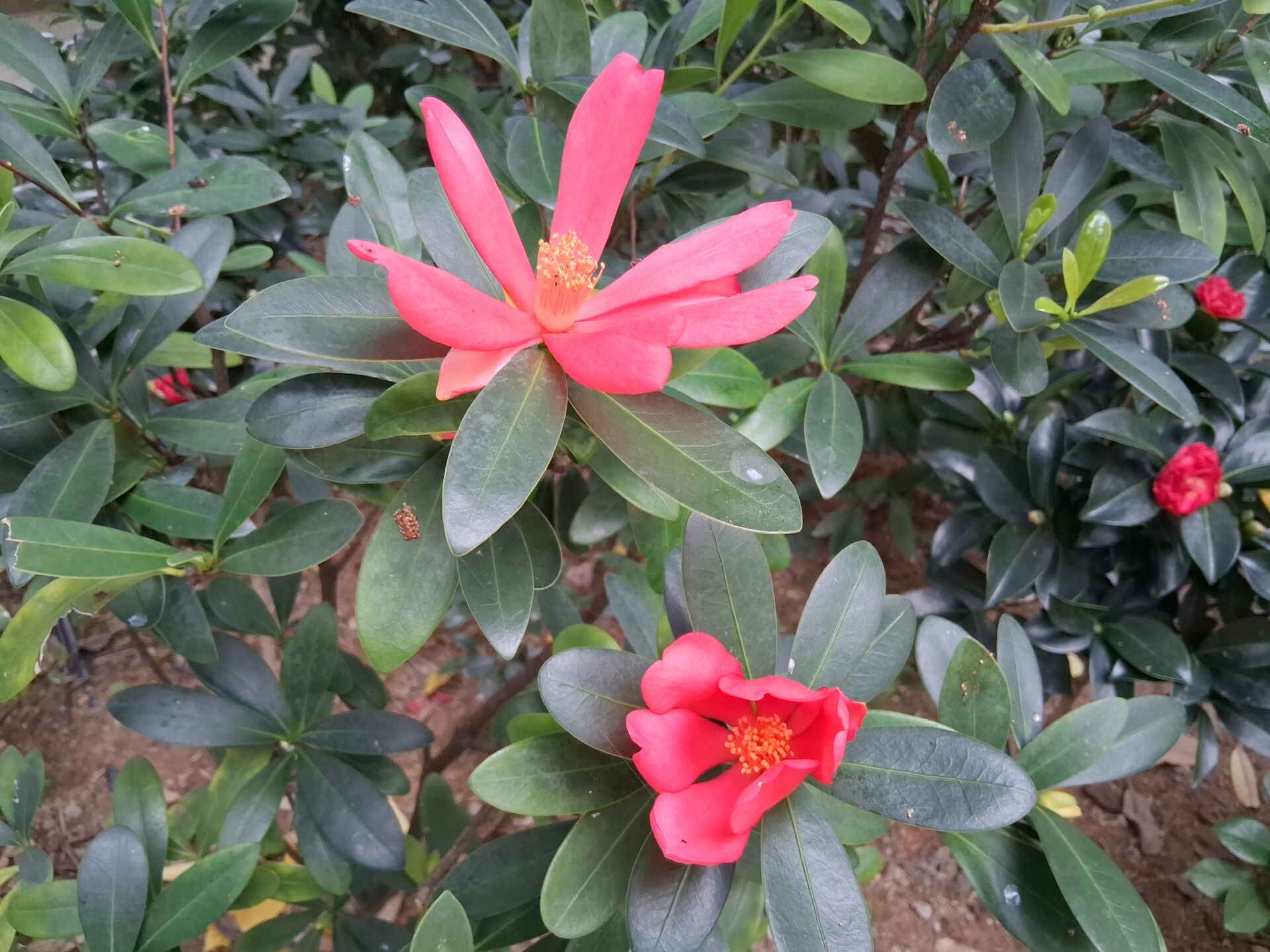 https://www.fa.gov.hk/杜鵑紅山茶