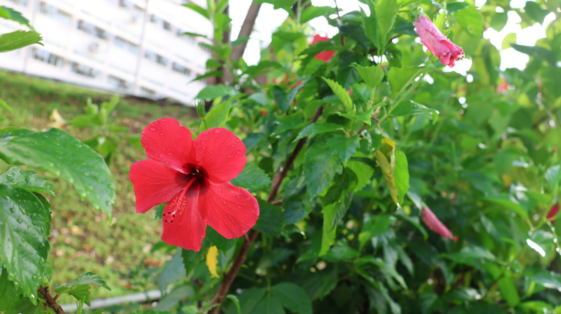 https://www.fa.gov.hk/朱槿(扶桑、大紅花)