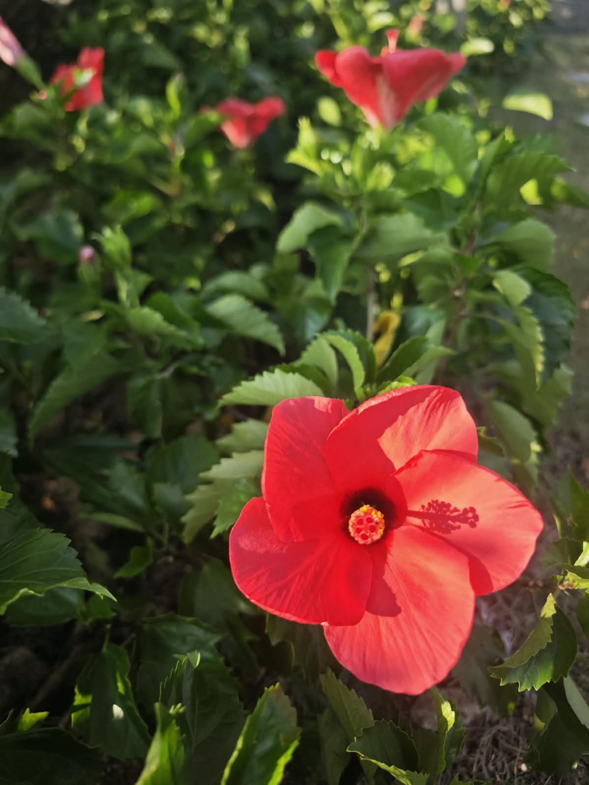 https://www.fa.gov.hk/朱槿(扶桑、大紅花)