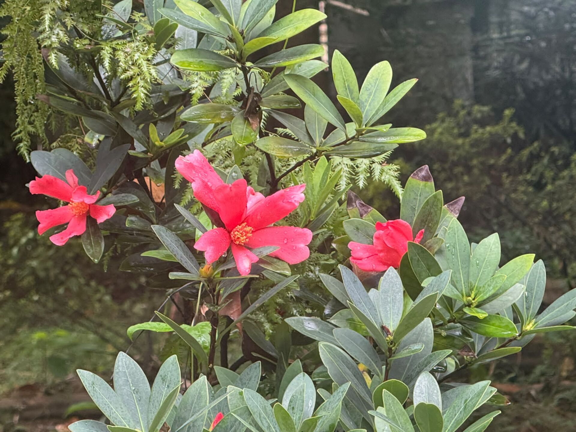 https://www.fa.gov.hk/杜鵑紅山茶