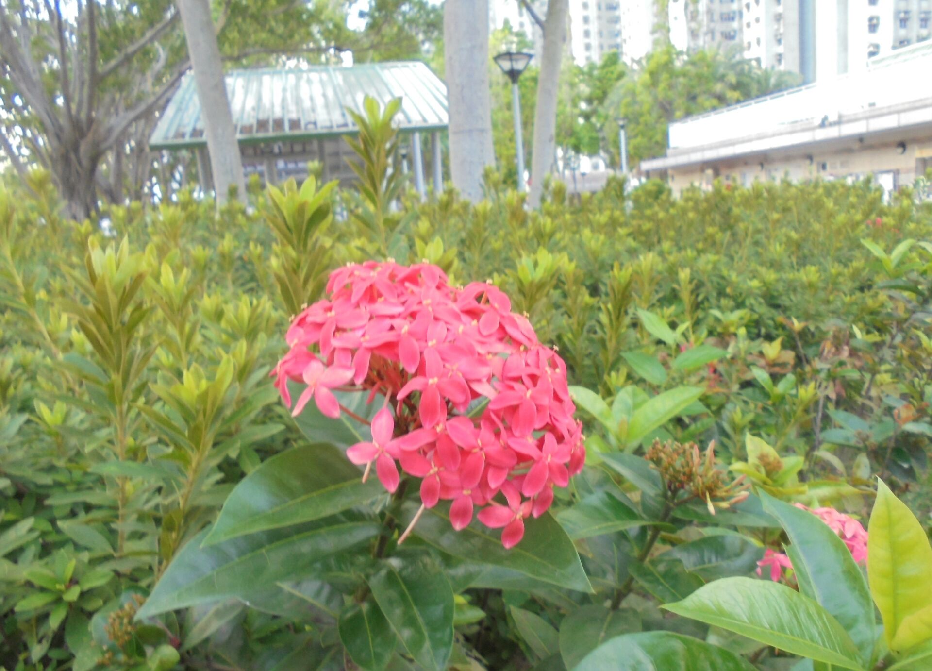https://www.fa.gov.hk/龍船花