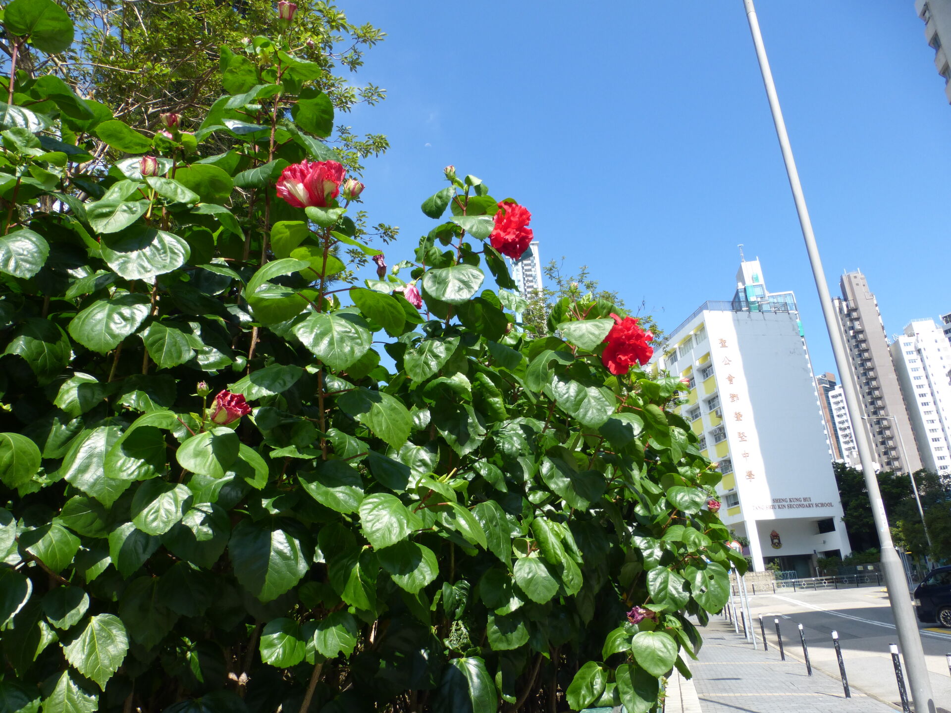 https://www.fa.gov.hk/朱槿(扶桑、大紅花)