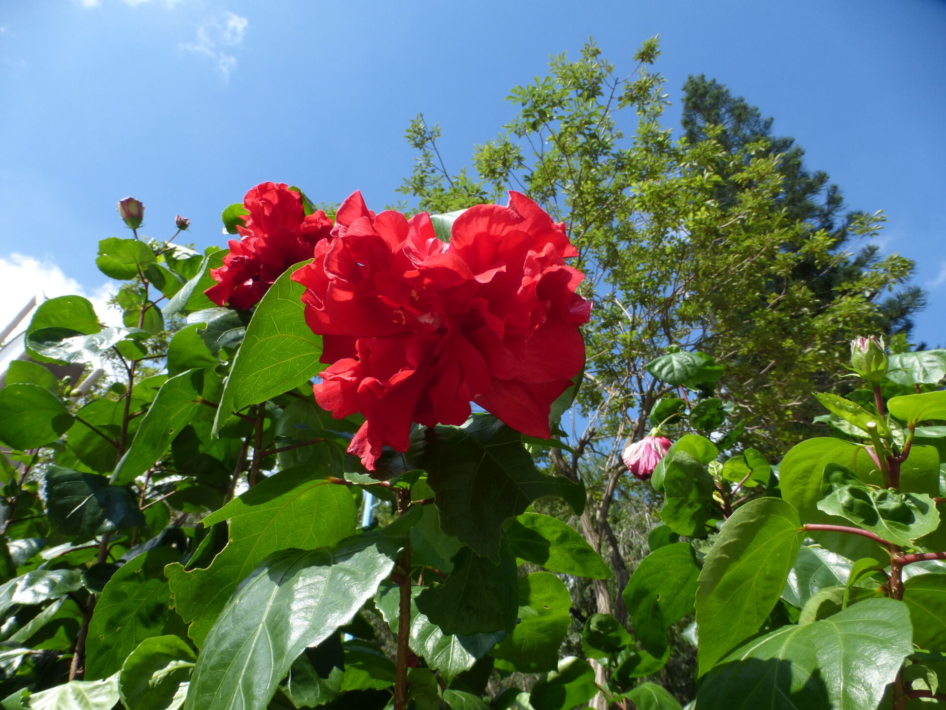 https://www.fa.gov.hk/朱槿(扶桑、大紅花)