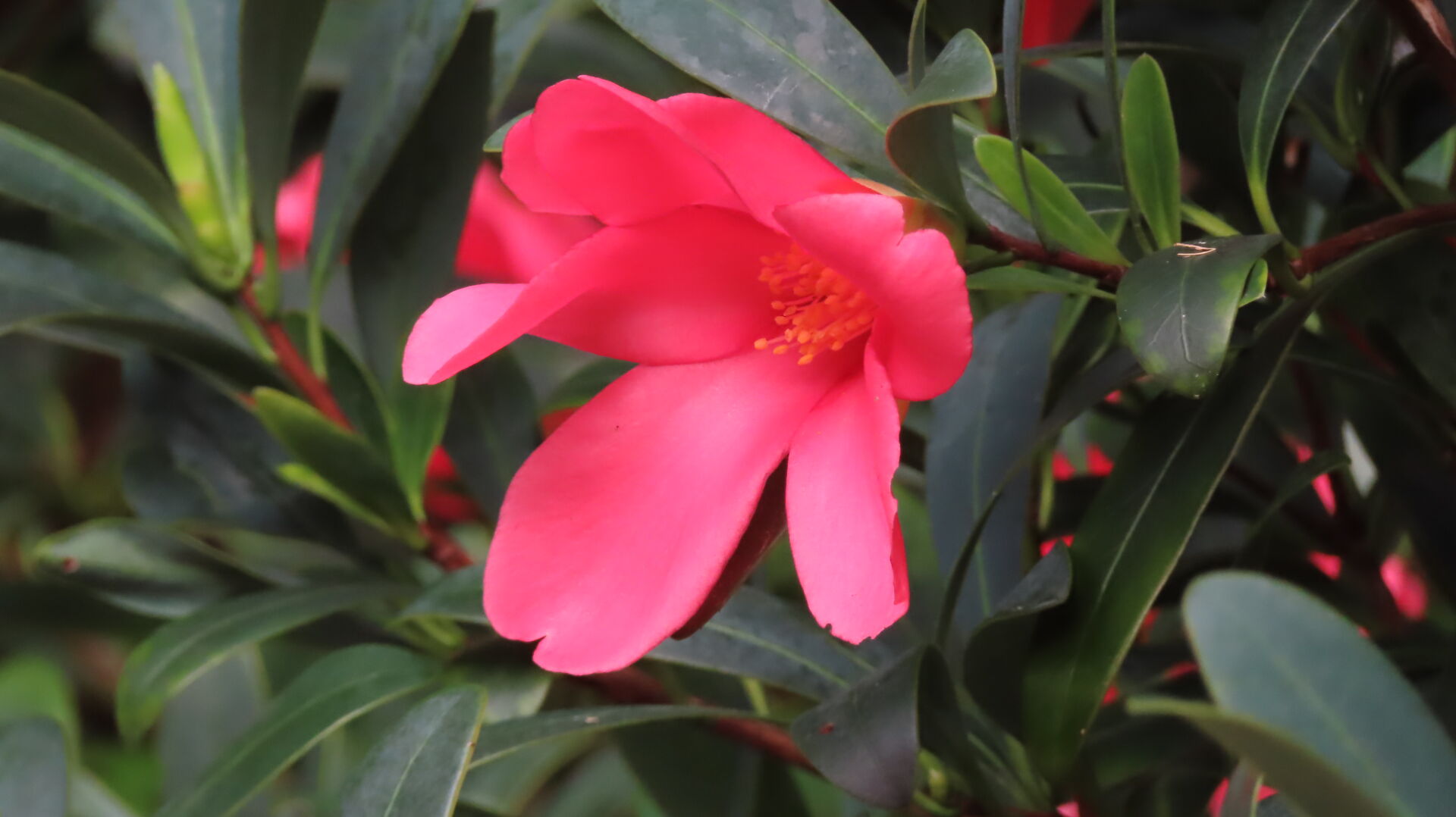 https://www.fa.gov.hk/杜鵑紅山茶