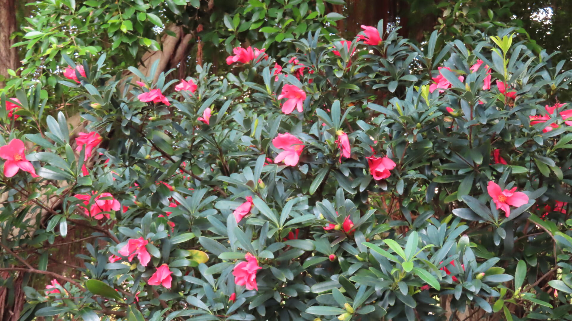 https://www.fa.gov.hk/杜鵑紅山茶