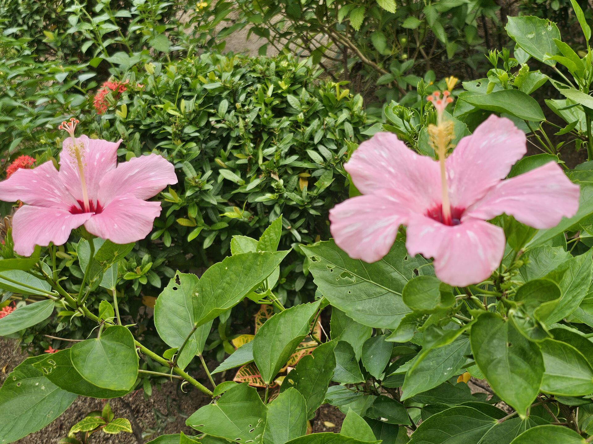 https://www.fa.gov.hk/朱槿(扶桑、大紅花)