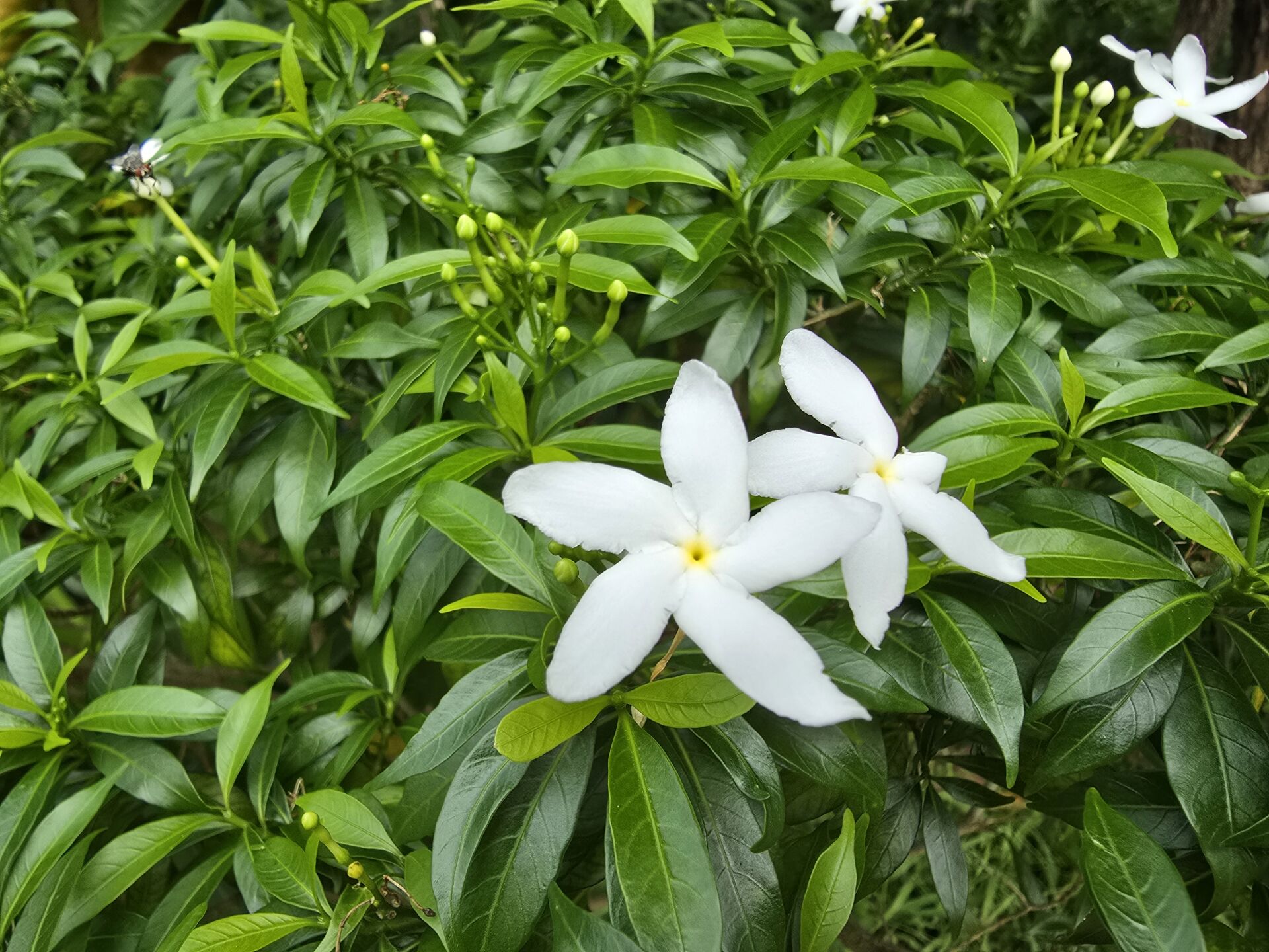 https://www.fa.gov.hk/狗牙花