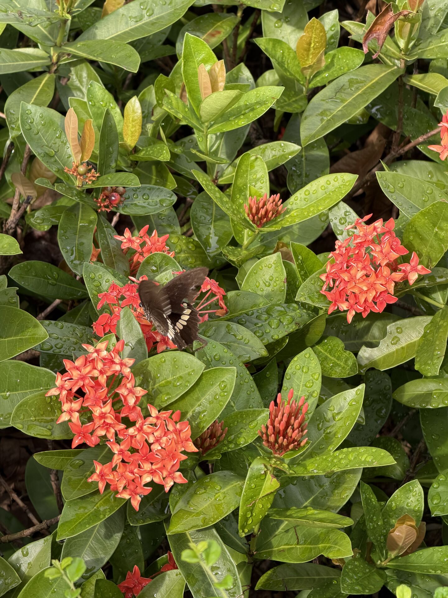 https://www.fa.gov.hk/細葉龍船花