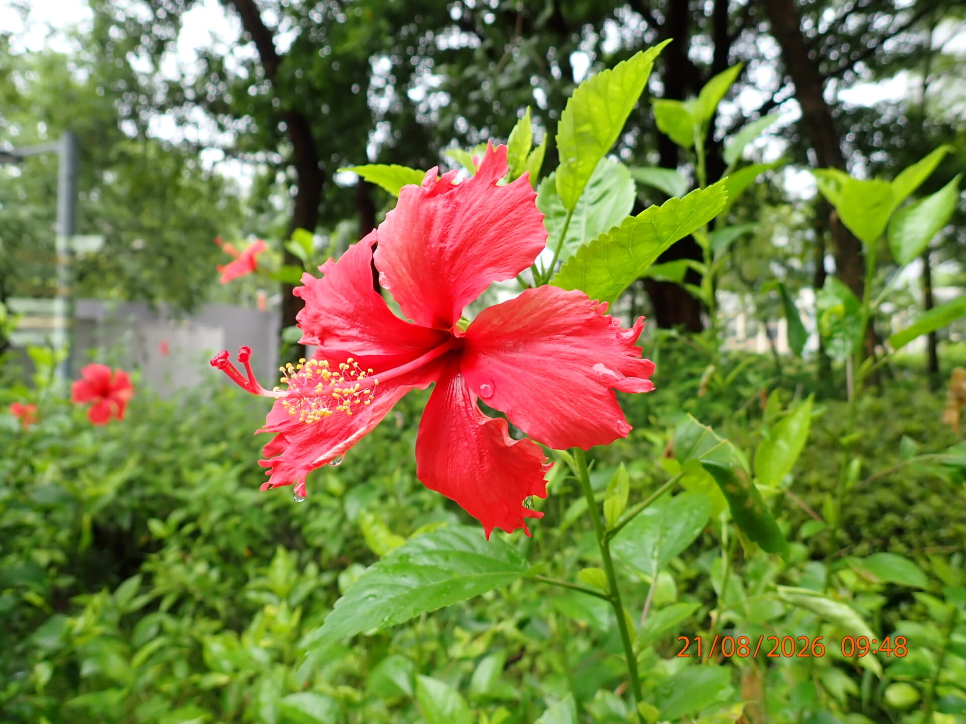 https://www.fa.gov.hk/朱槿(扶桑、大紅花)