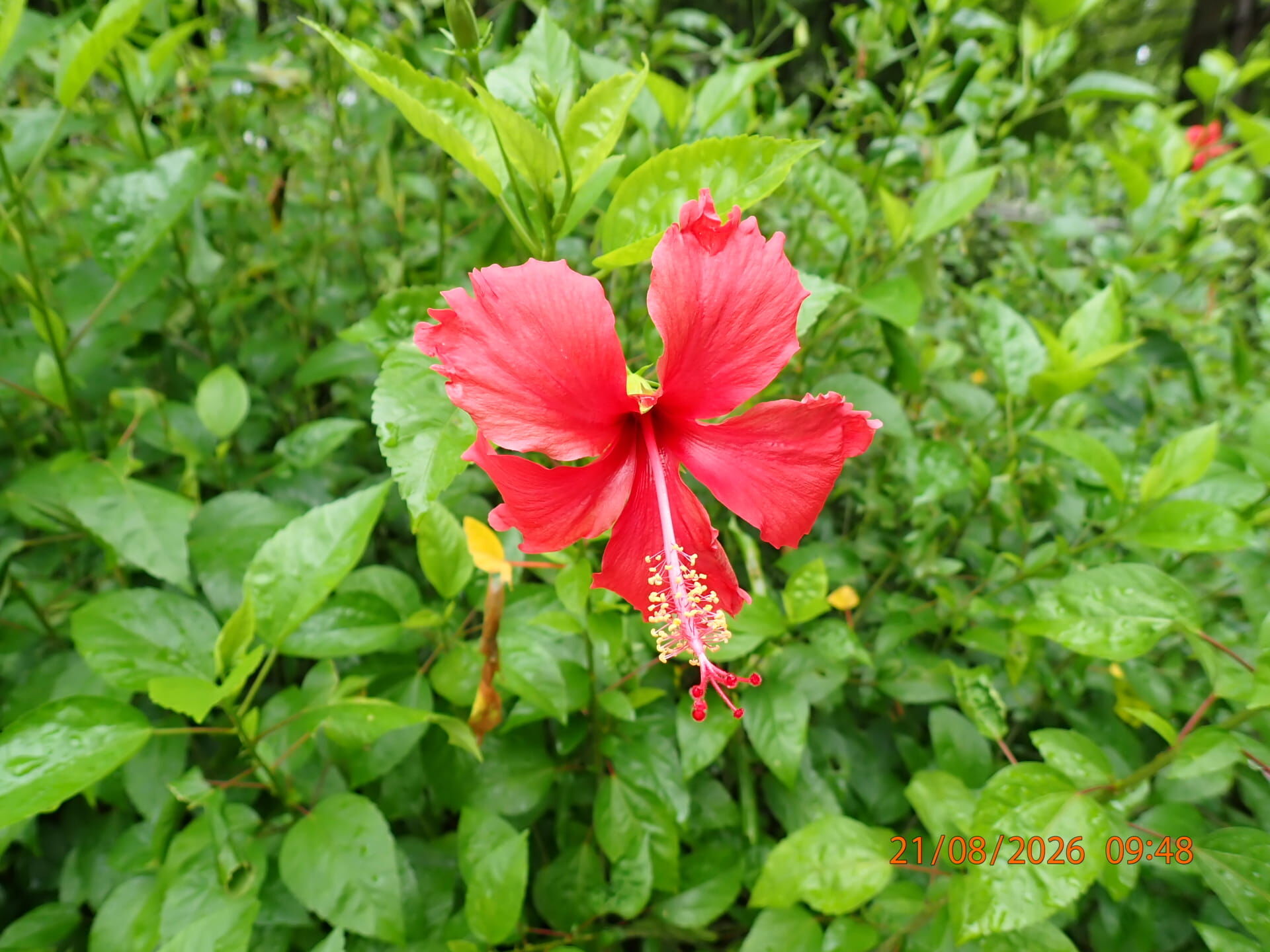 https://www.fa.gov.hk/朱槿(扶桑、大紅花)
