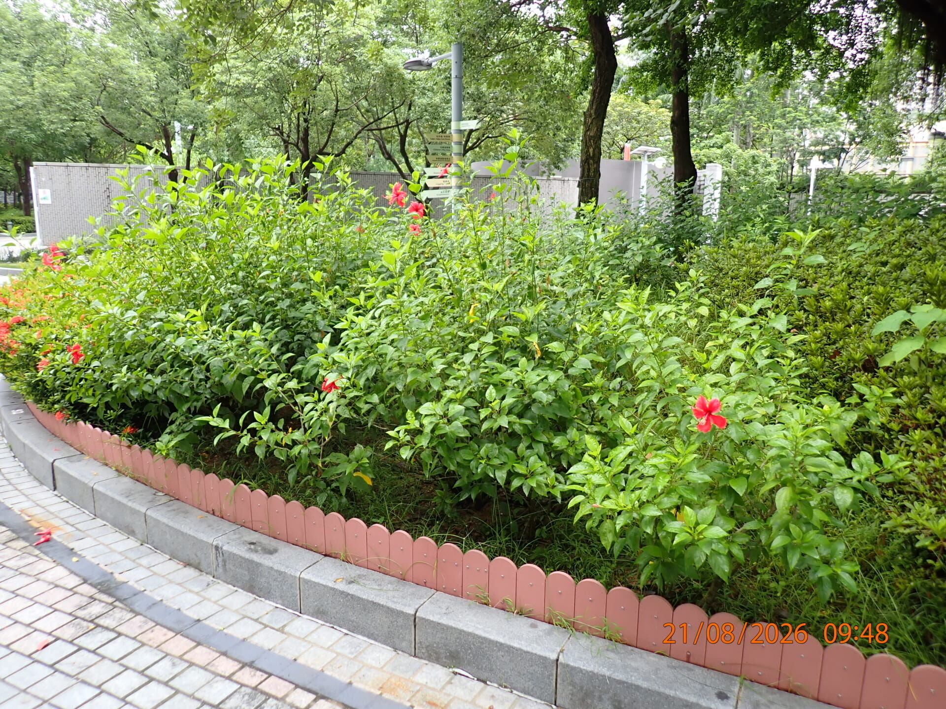 https://www.fa.gov.hk/朱槿(扶桑、大紅花)