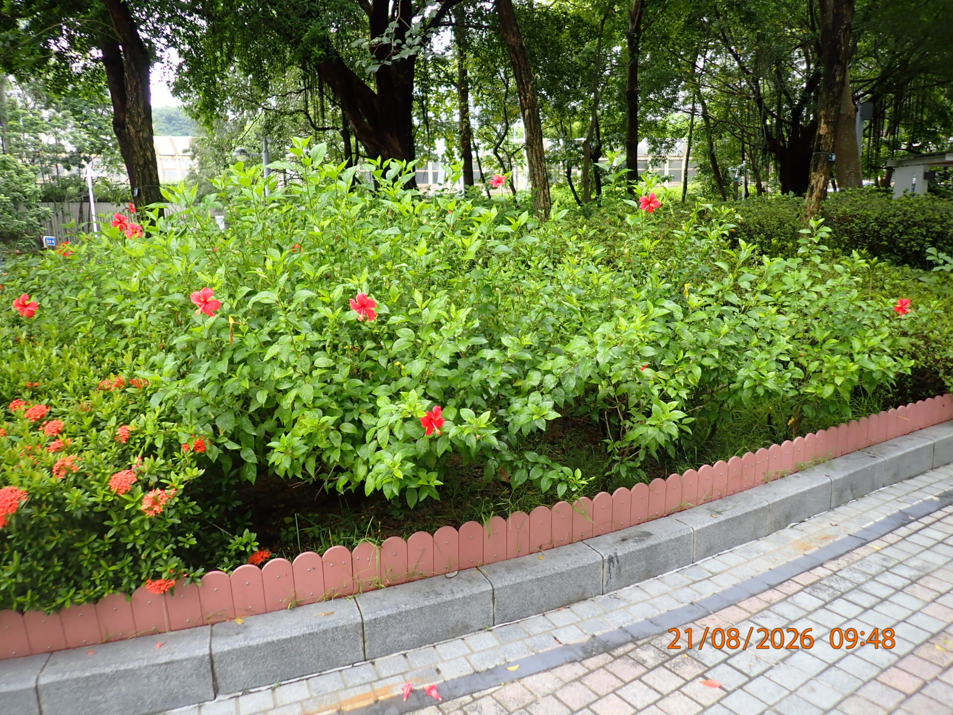 https://www.fa.gov.hk/朱槿(扶桑、大紅花)