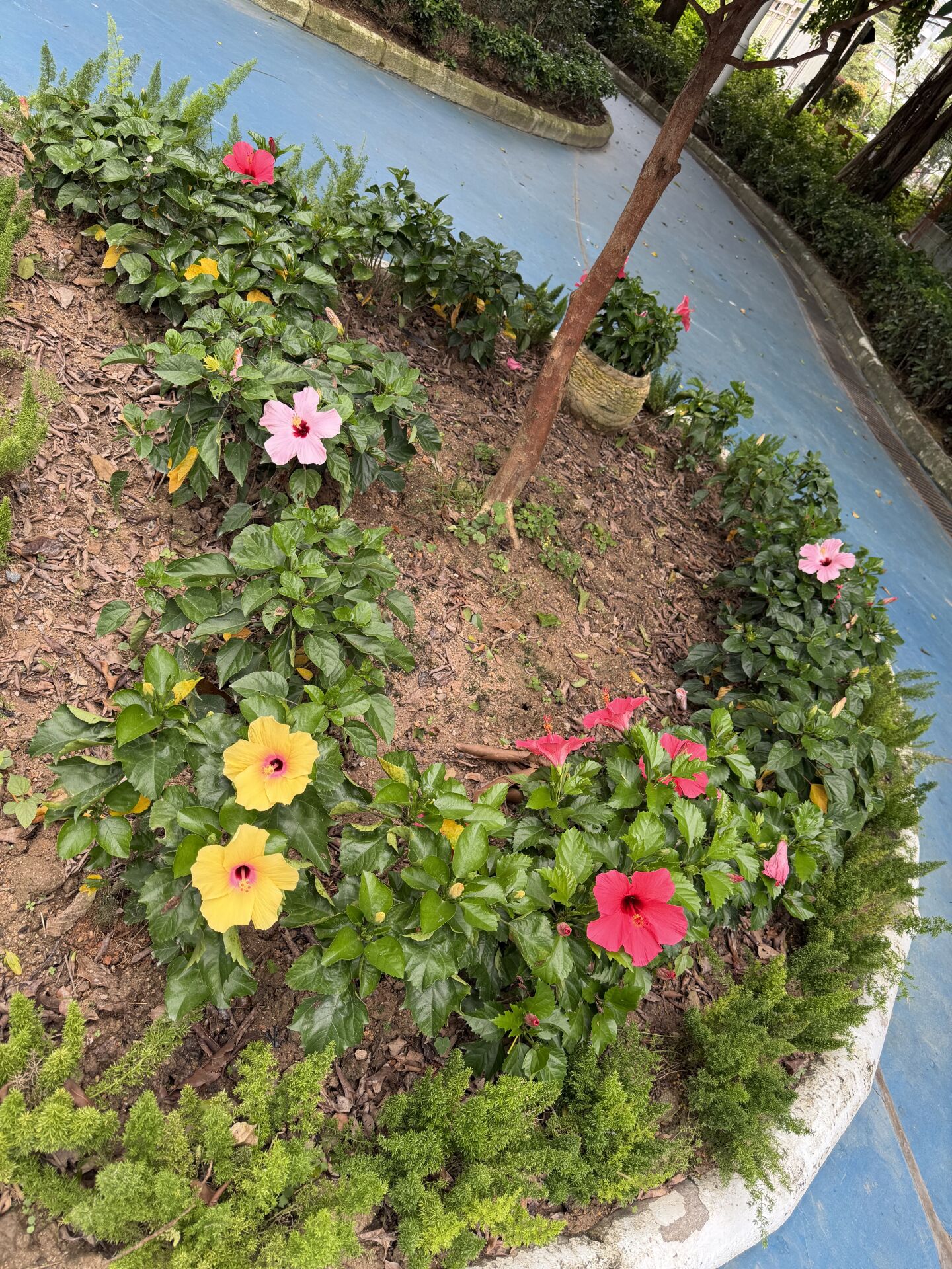 https://www.fa.gov.hk/朱槿(扶桑、大紅花)