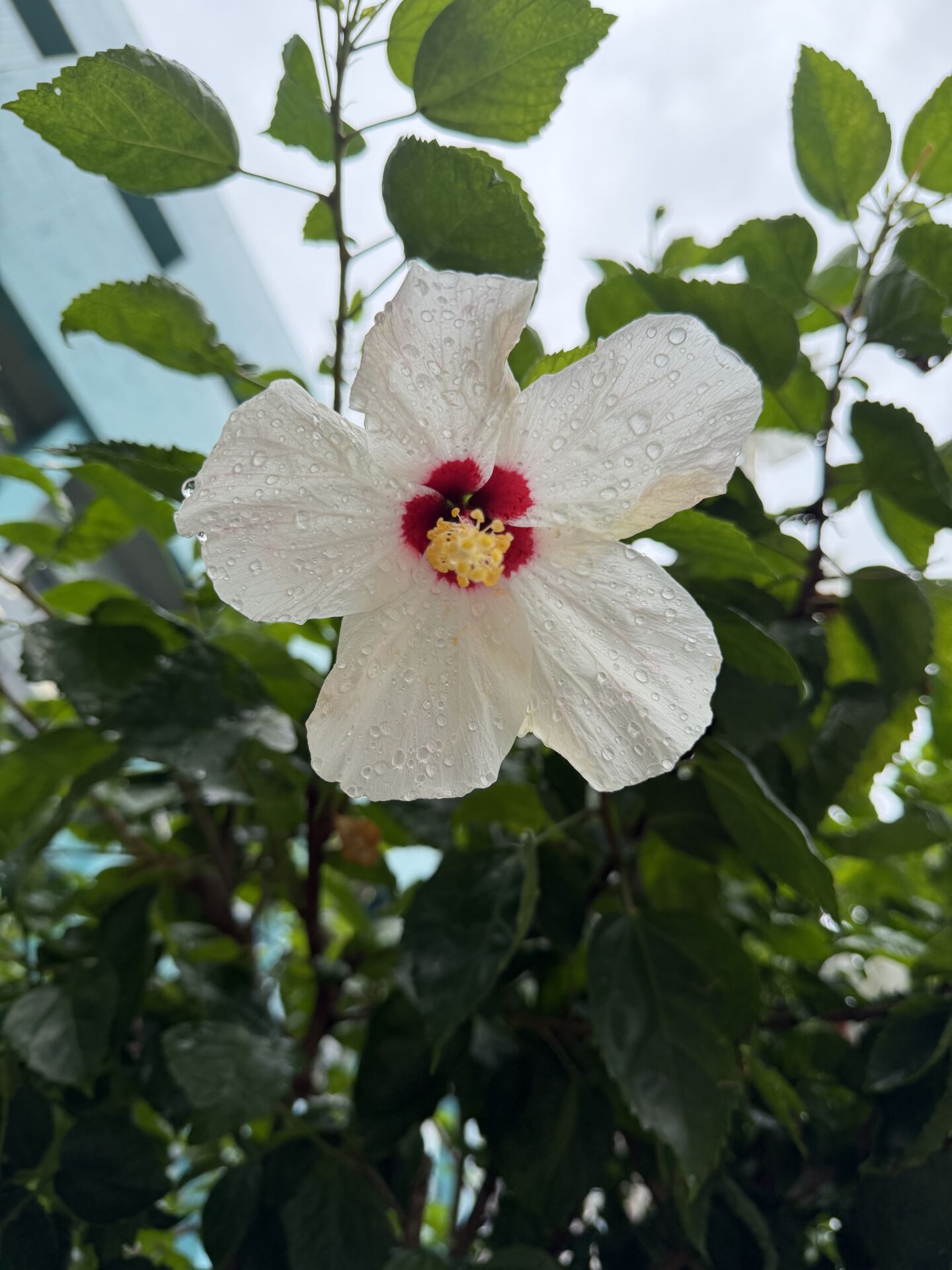 https://www.fa.gov.hk/朱槿(扶桑、大紅花)
