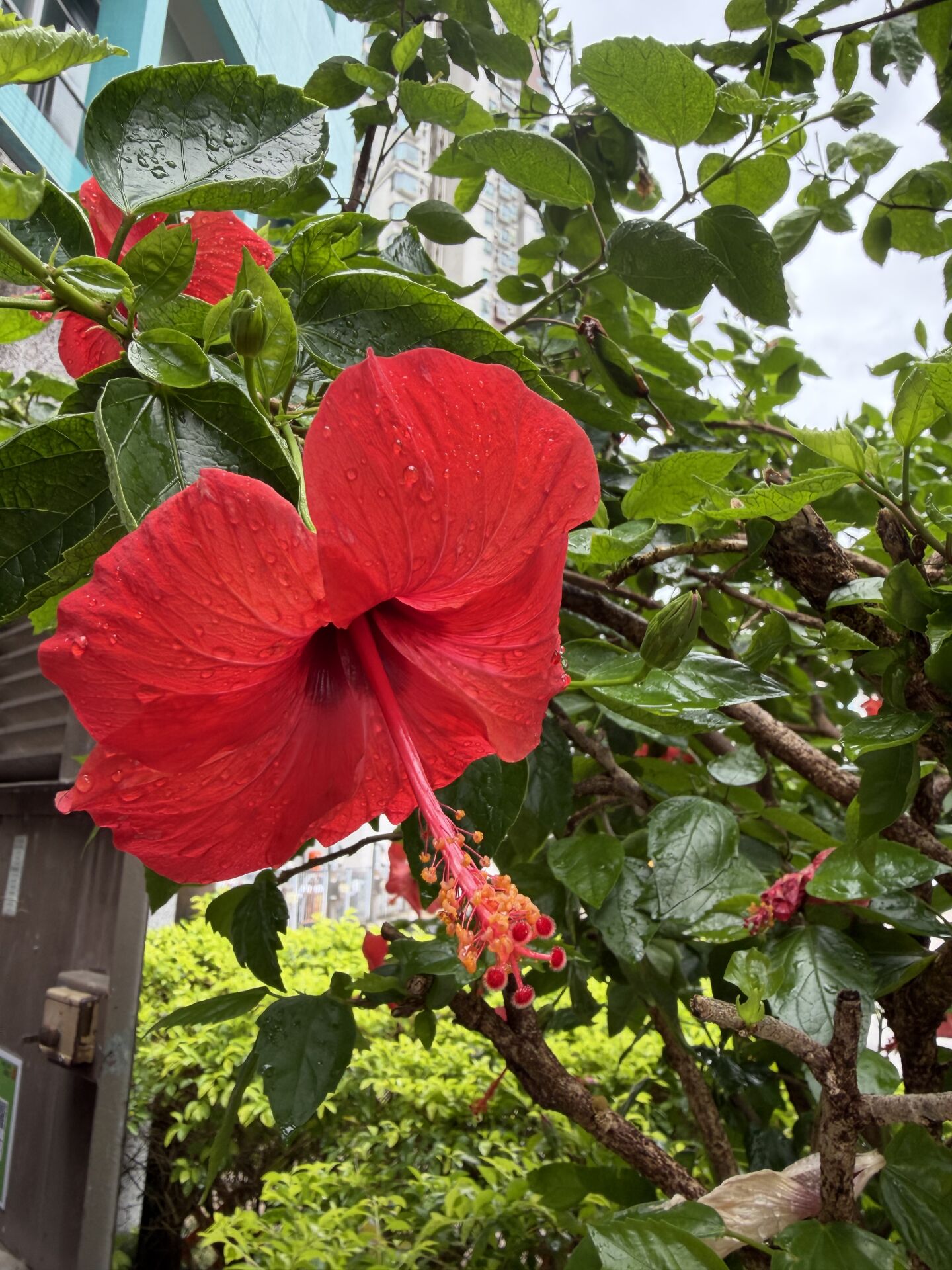 https://www.fa.gov.hk/朱槿(扶桑、大紅花)