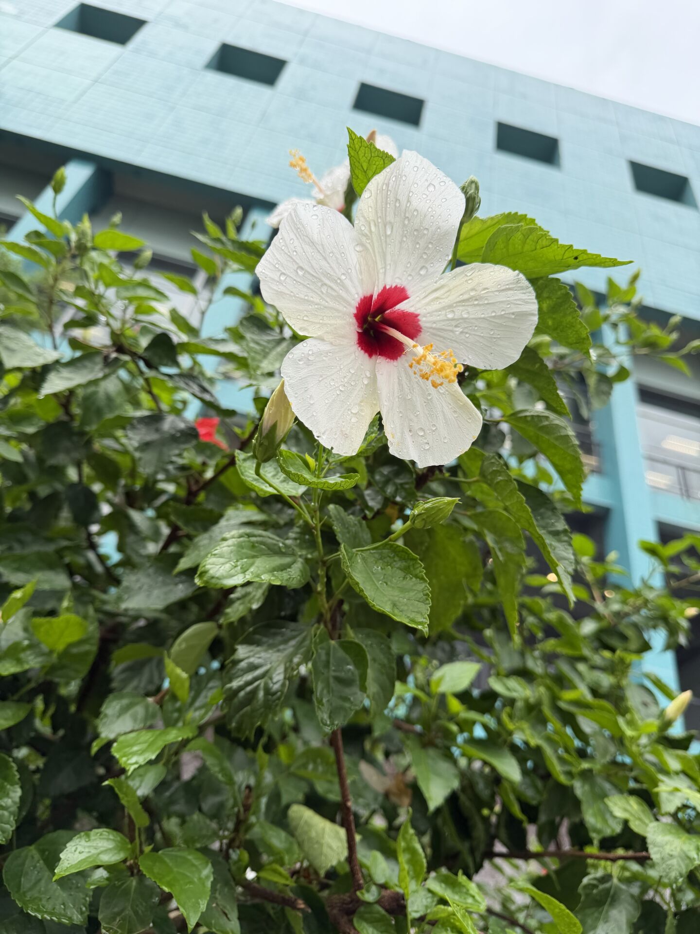 https://www.fa.gov.hk/朱槿(扶桑、大紅花)