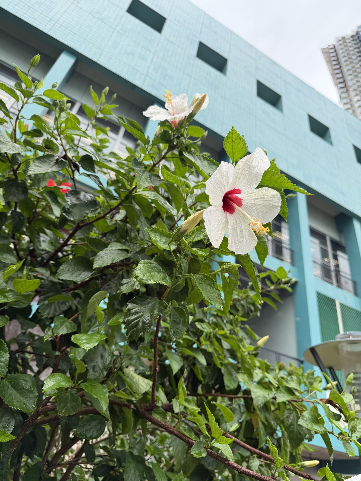 https://www.fa.gov.hk/朱槿(扶桑、大紅花)