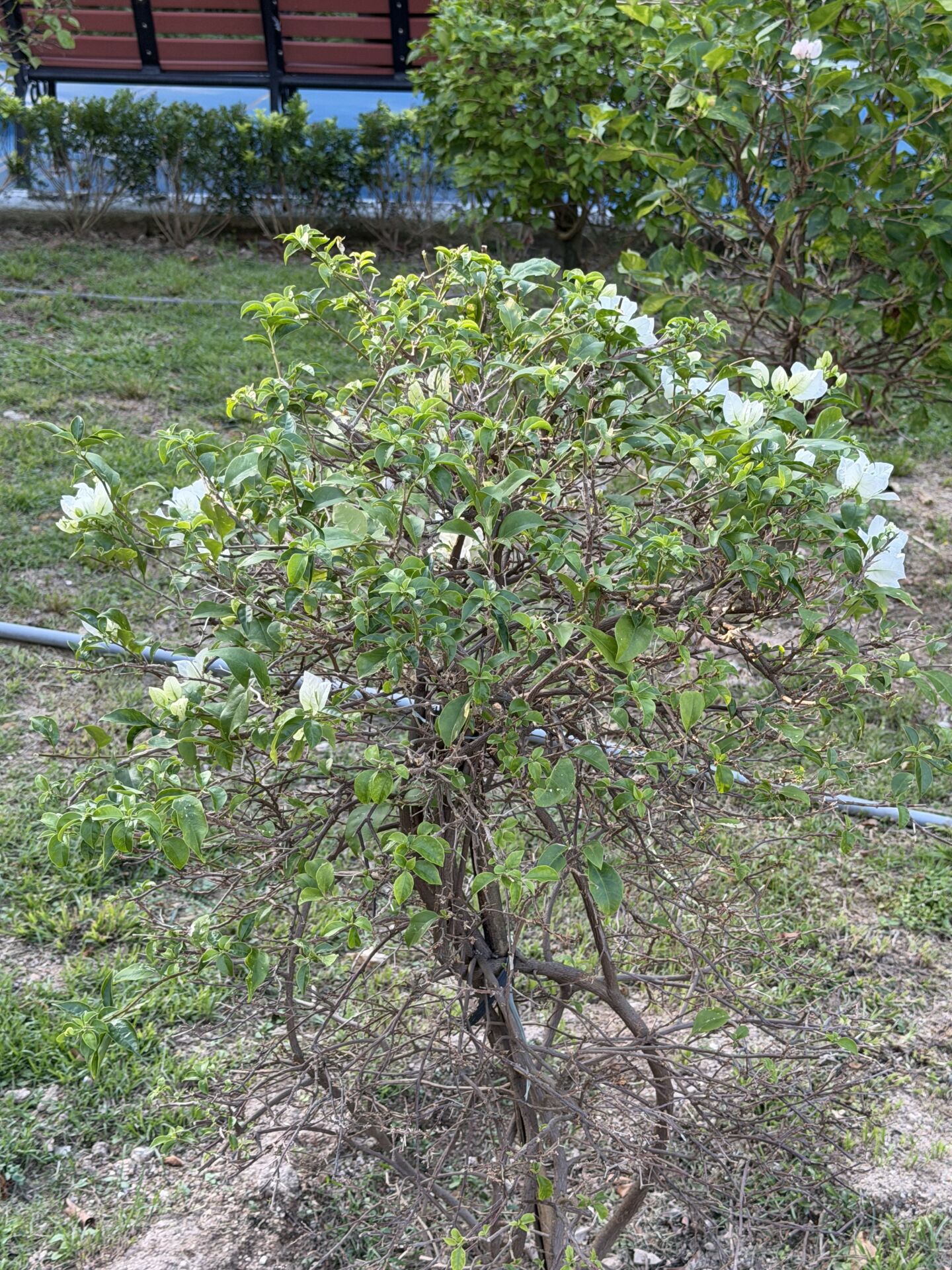 https://www.fa.gov.hk/葉子花 (簕杜鵑)