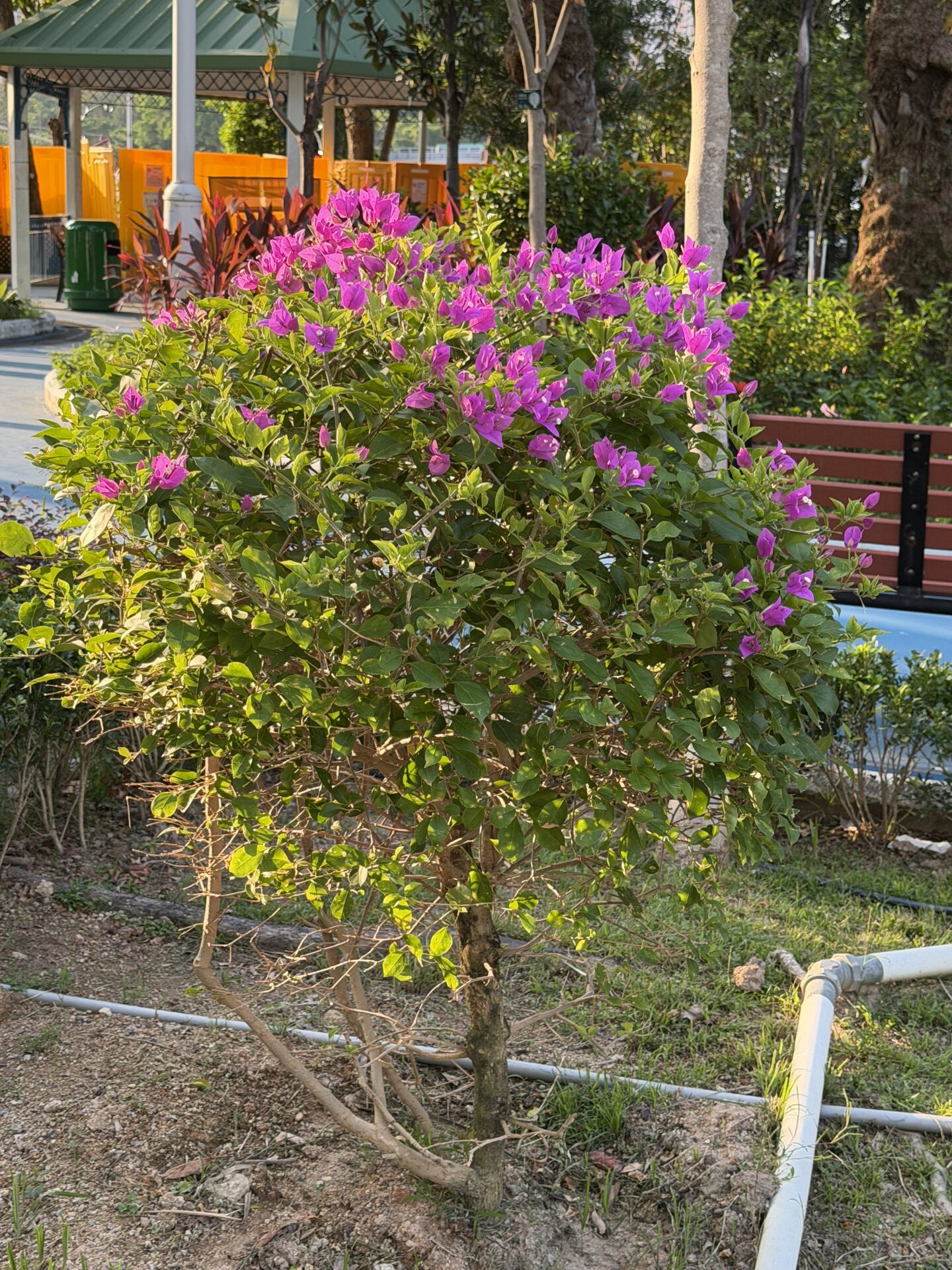 https://www.fa.gov.hk/葉子花 (簕杜鵑)