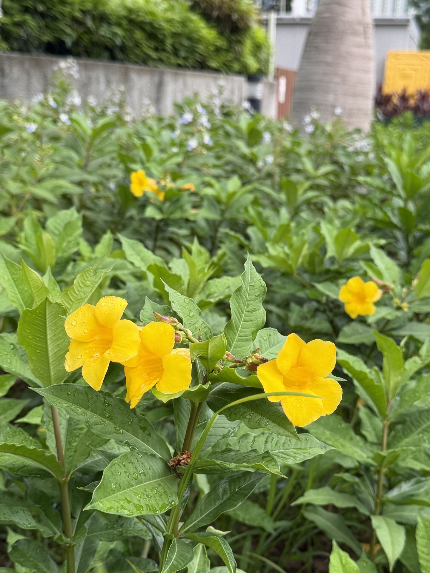 https://www.fa.gov.hk/黃蟬