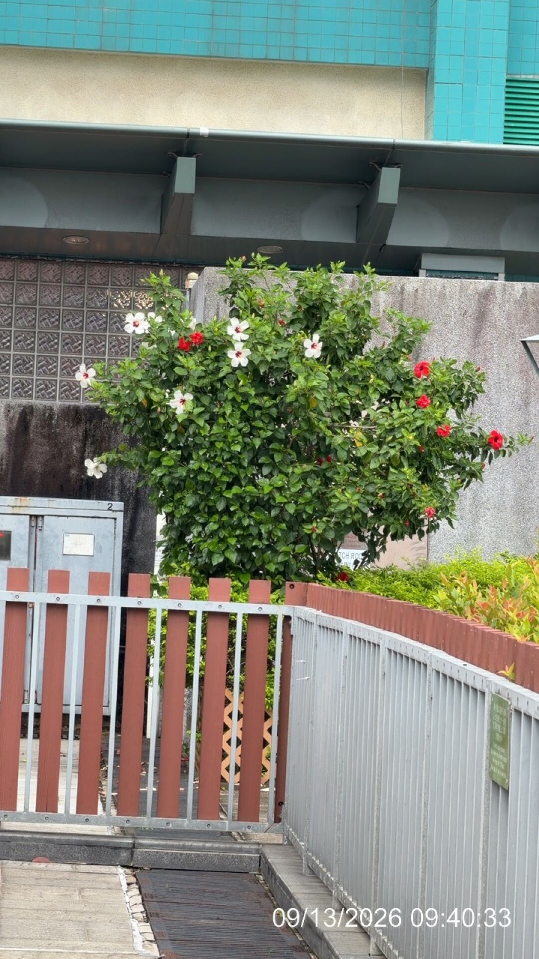 https://www.fa.gov.hk/朱槿(扶桑、大紅花)
